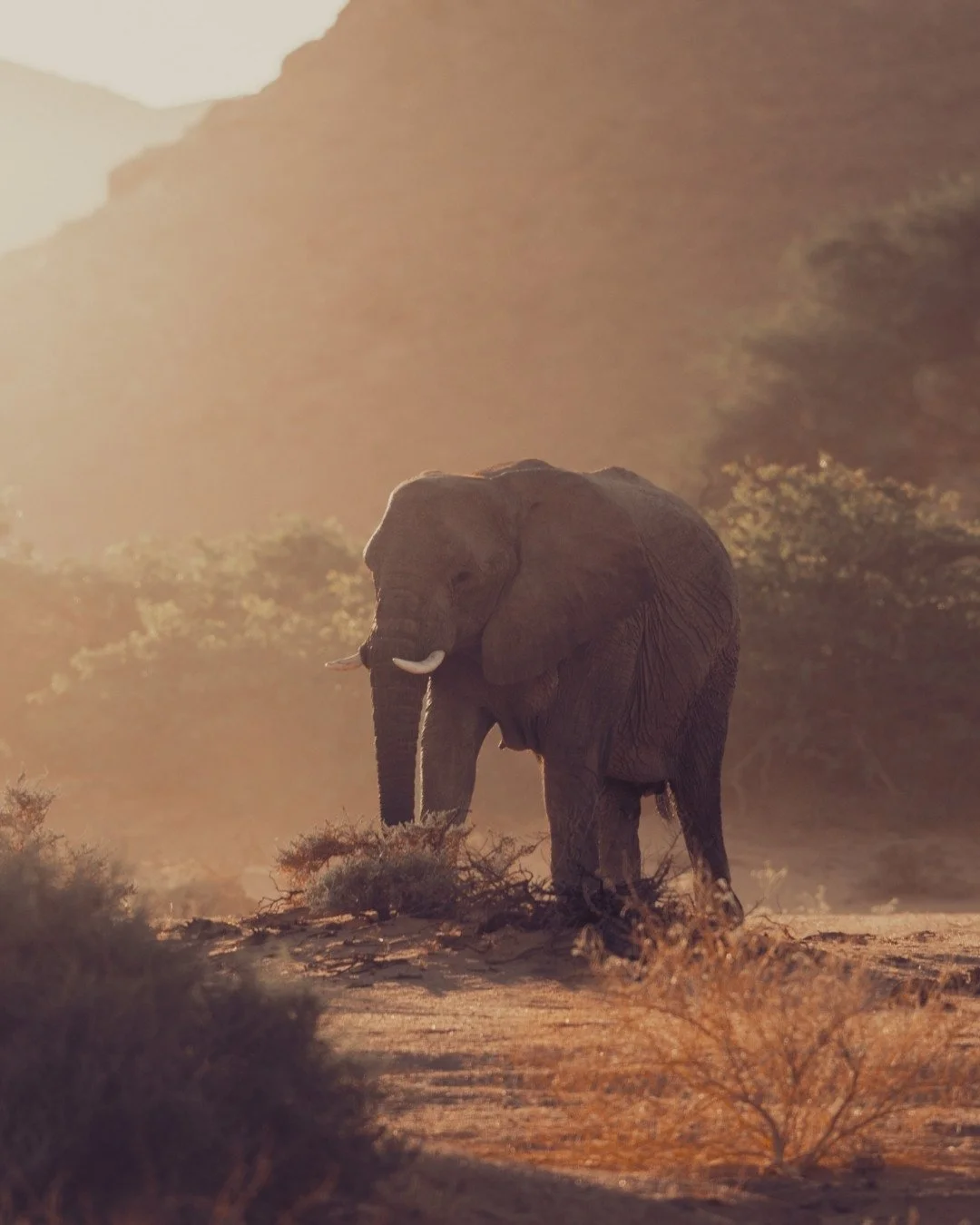 wüstenelefant-damaraland-sonnenuntergang-yasin-kirsch.jpg