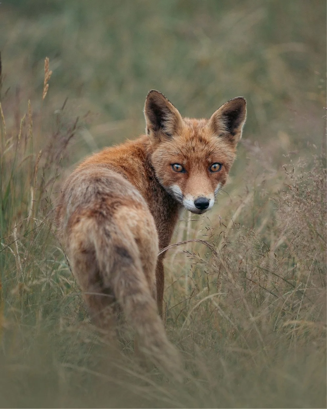 fuchs-im-hohen-gras-yasin-kirsch.jpg