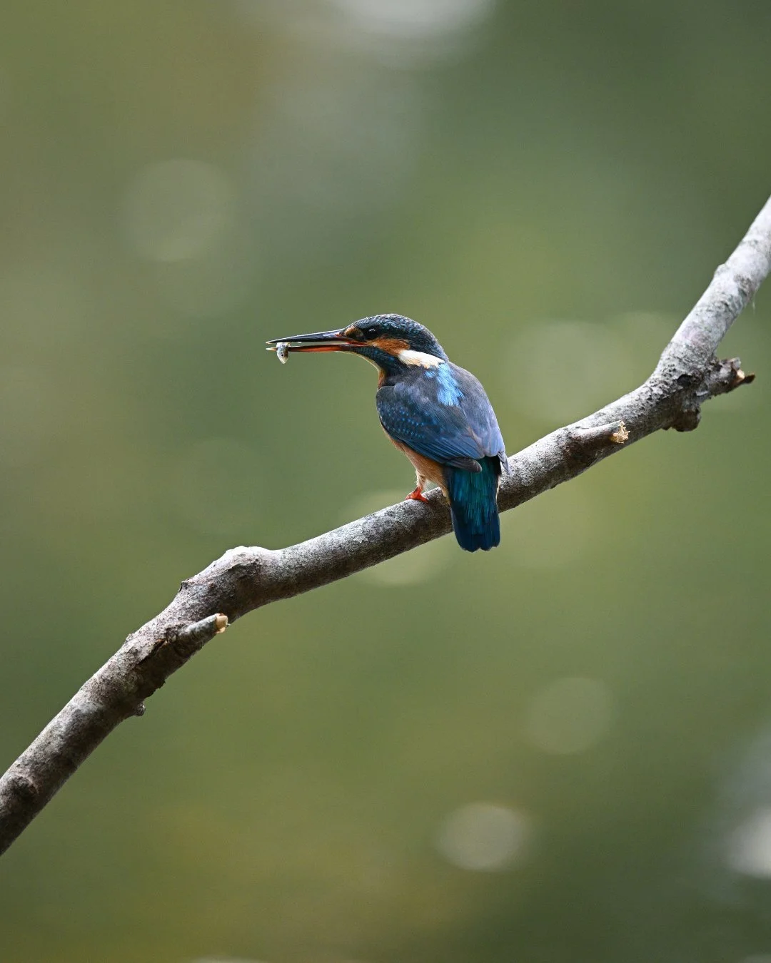 eisvogel-fisch-beute.jpg