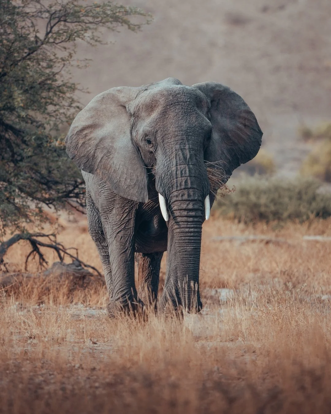 Wüstenelefant-damaraland-namibia-yasin-kirsch.jpg
