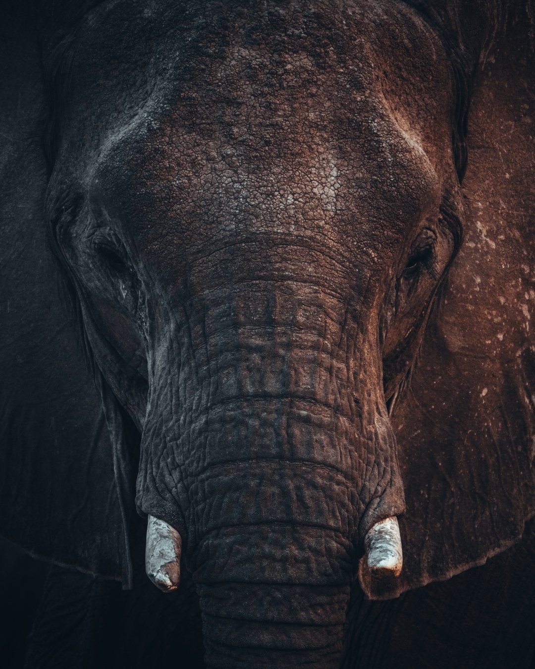 elefant-portrait-etosha-namibia-yasin-kirsch.jpg