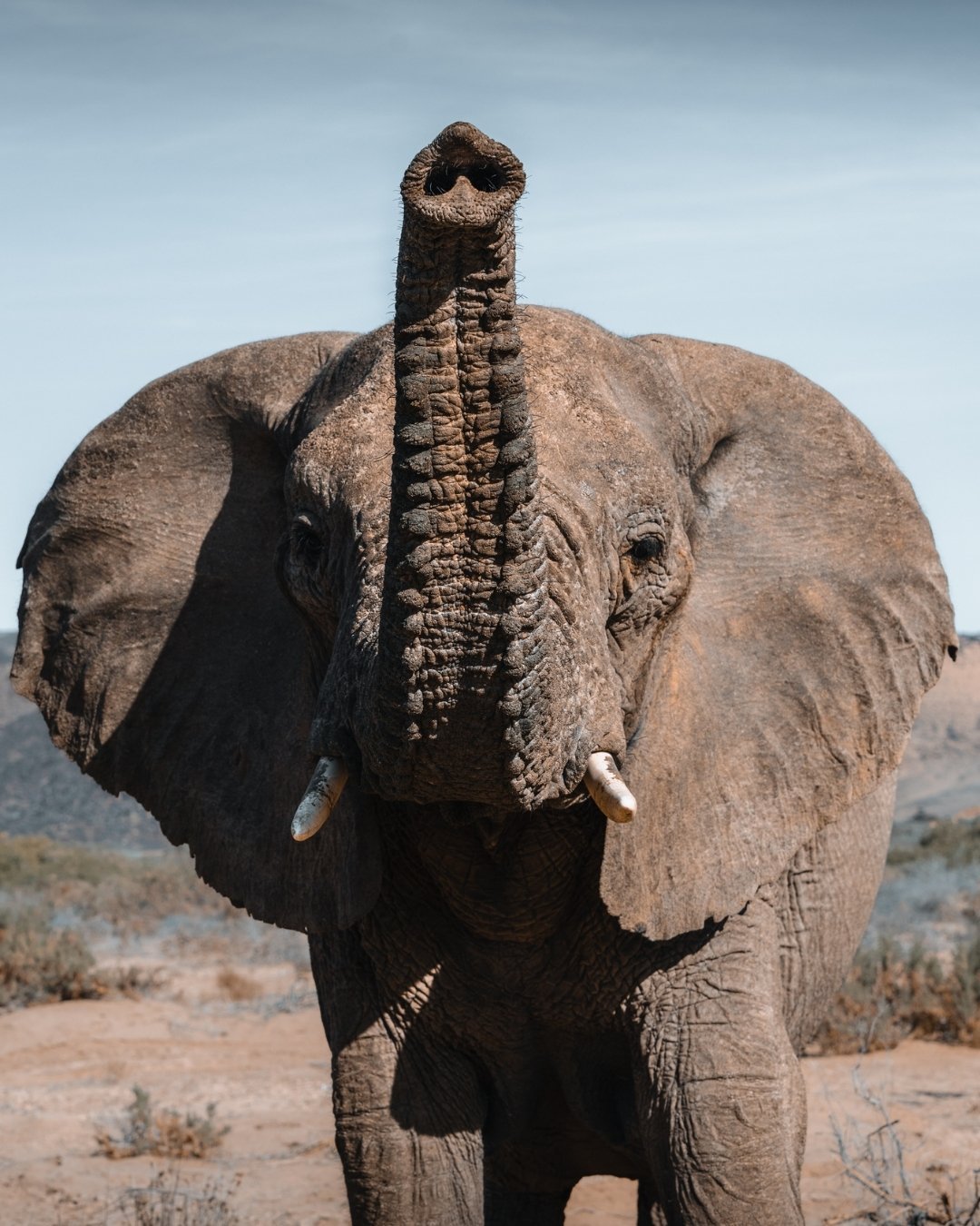 wüstenelefant-damaraland-namibia-yasin-kirsch-2.jpg