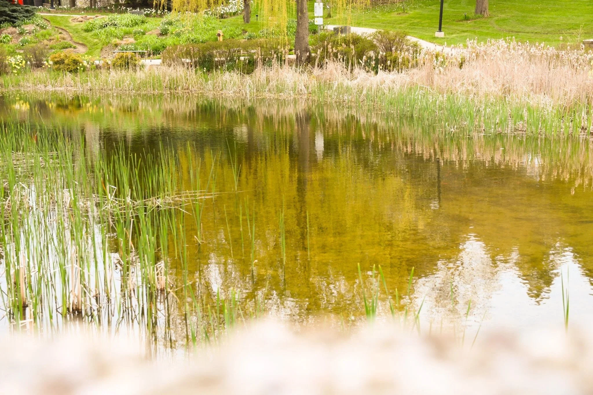 Calm natural setting representing clarity and family coaching support in Ontario.