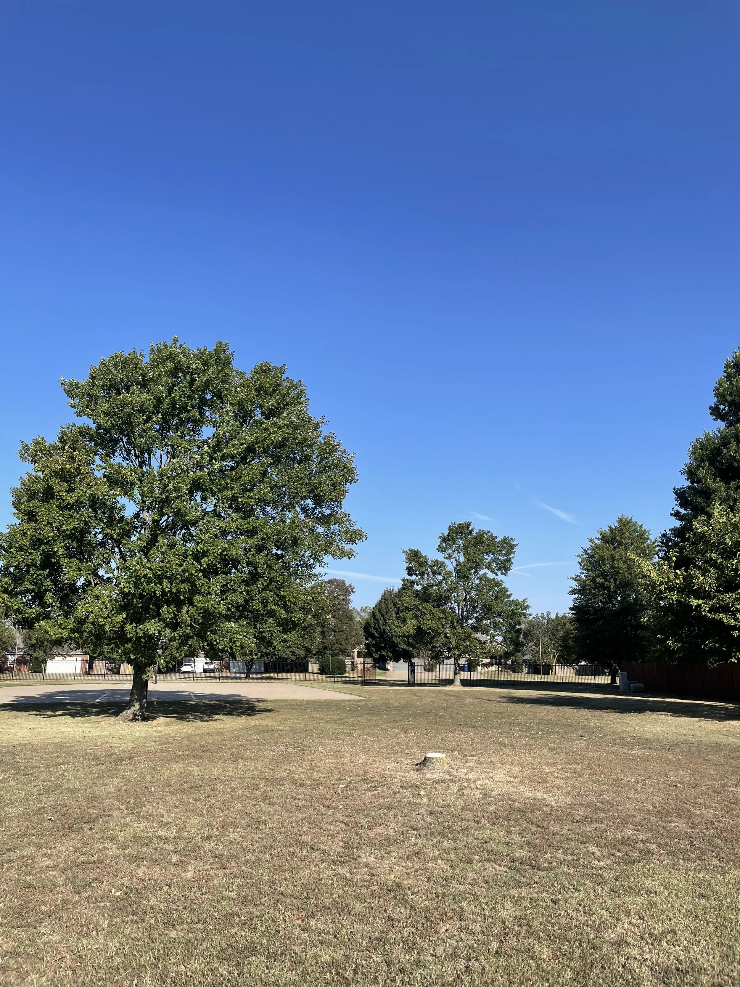 A park with large trees in the background and a clean grassy area. There is a clean low cut tree stump in the foreground.