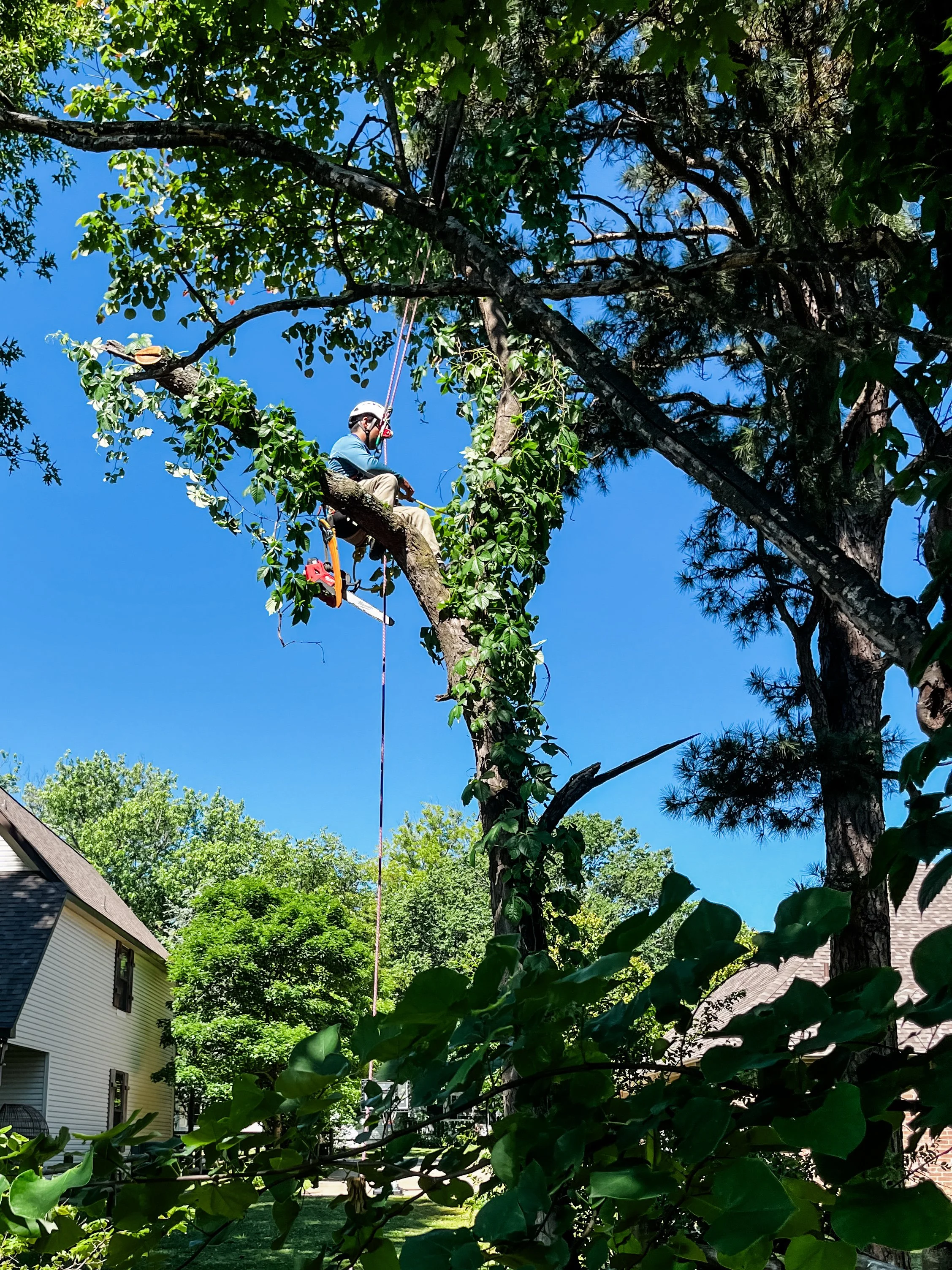 A person wearing a helmet and blue shirt is climbing or pruning a tall tree with green leaves and branches, with houses and a clear blue sky in the background.