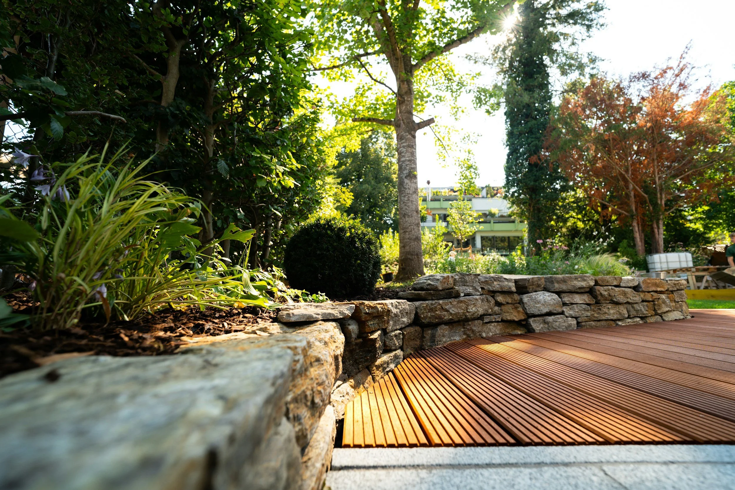 A landscaped garden with a stone border, wooden patio, various trees with green and reddish leaves, and a modern white building in the background.