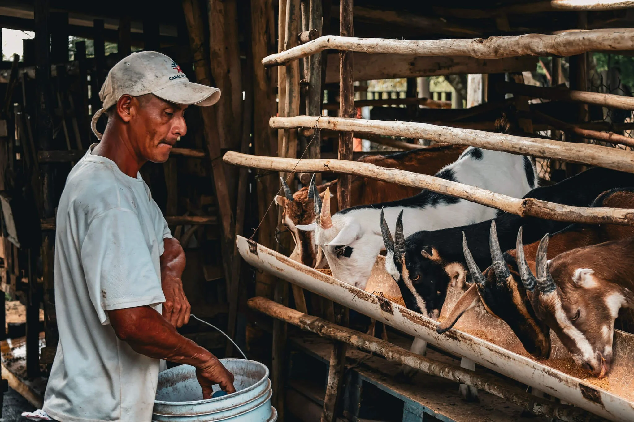 Foto de Ligio Alimentando a las Cabras