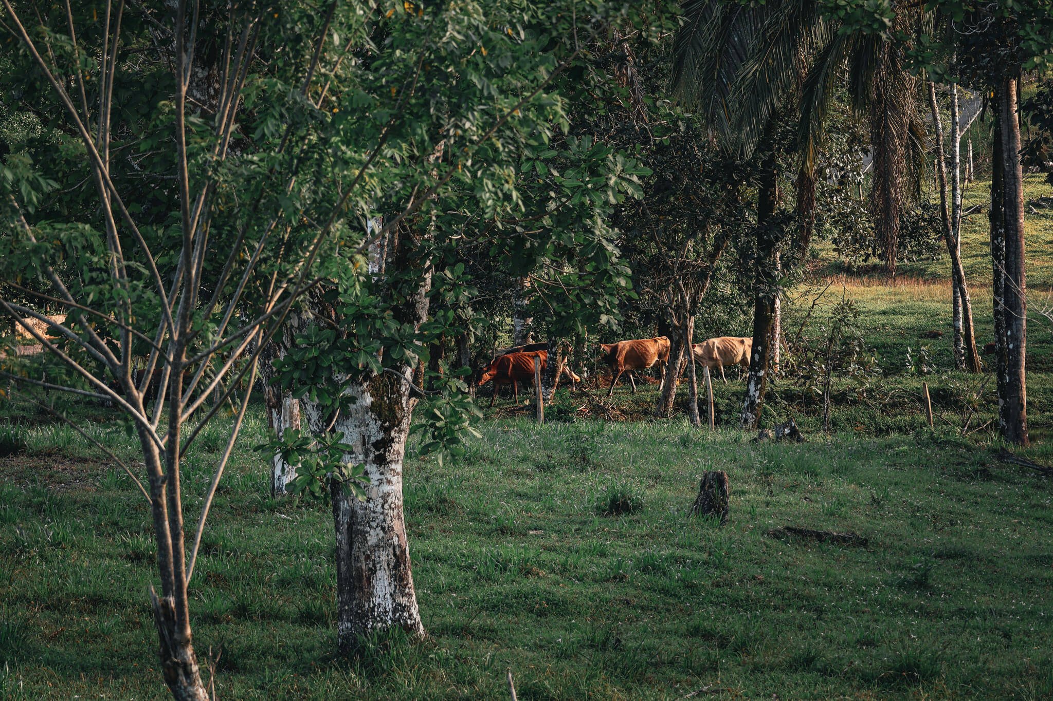 Vistas Finca Caprinama Vacas Vecinas