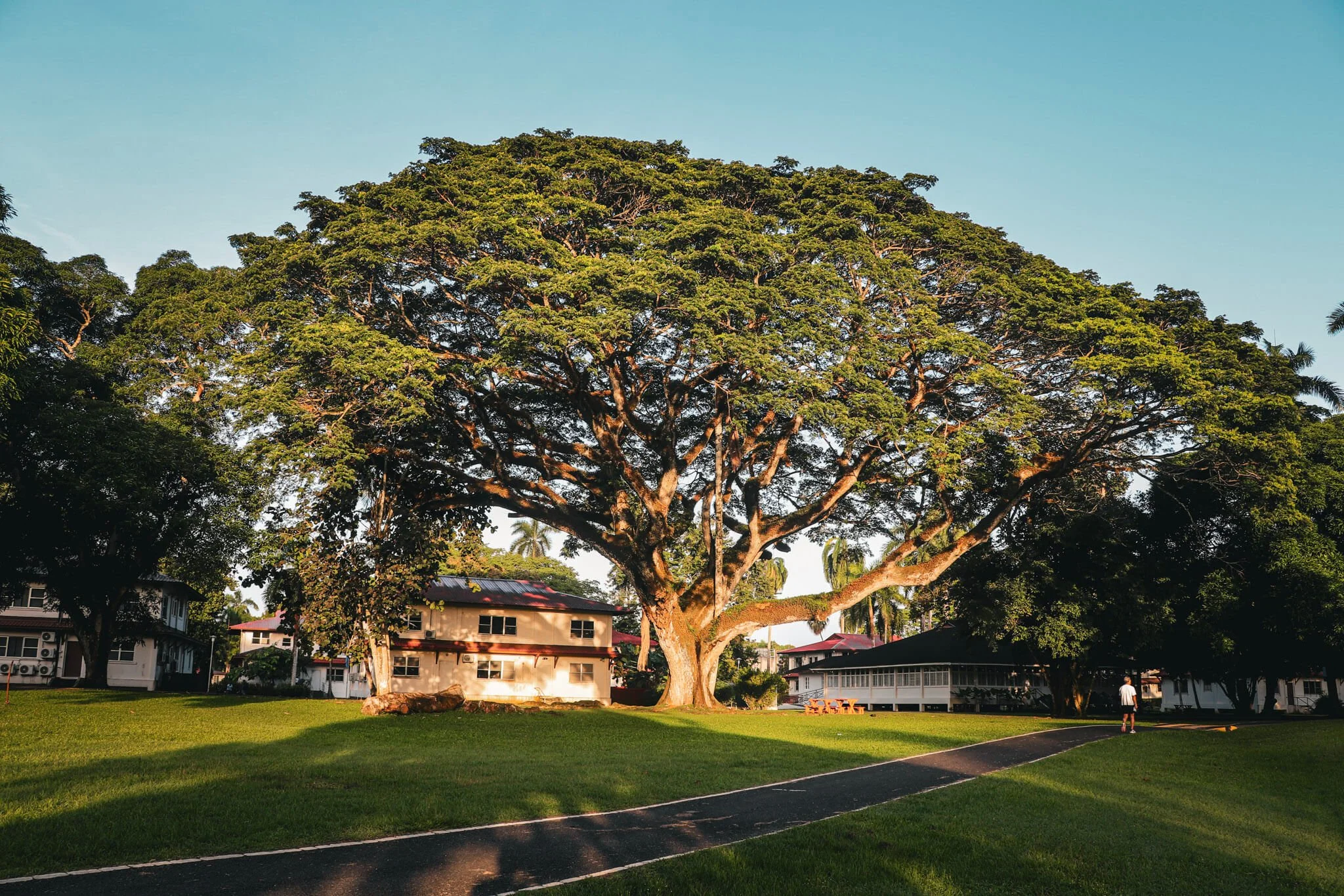 Testigo de Vida: el árbol corotú que transformó mi forma de mirar