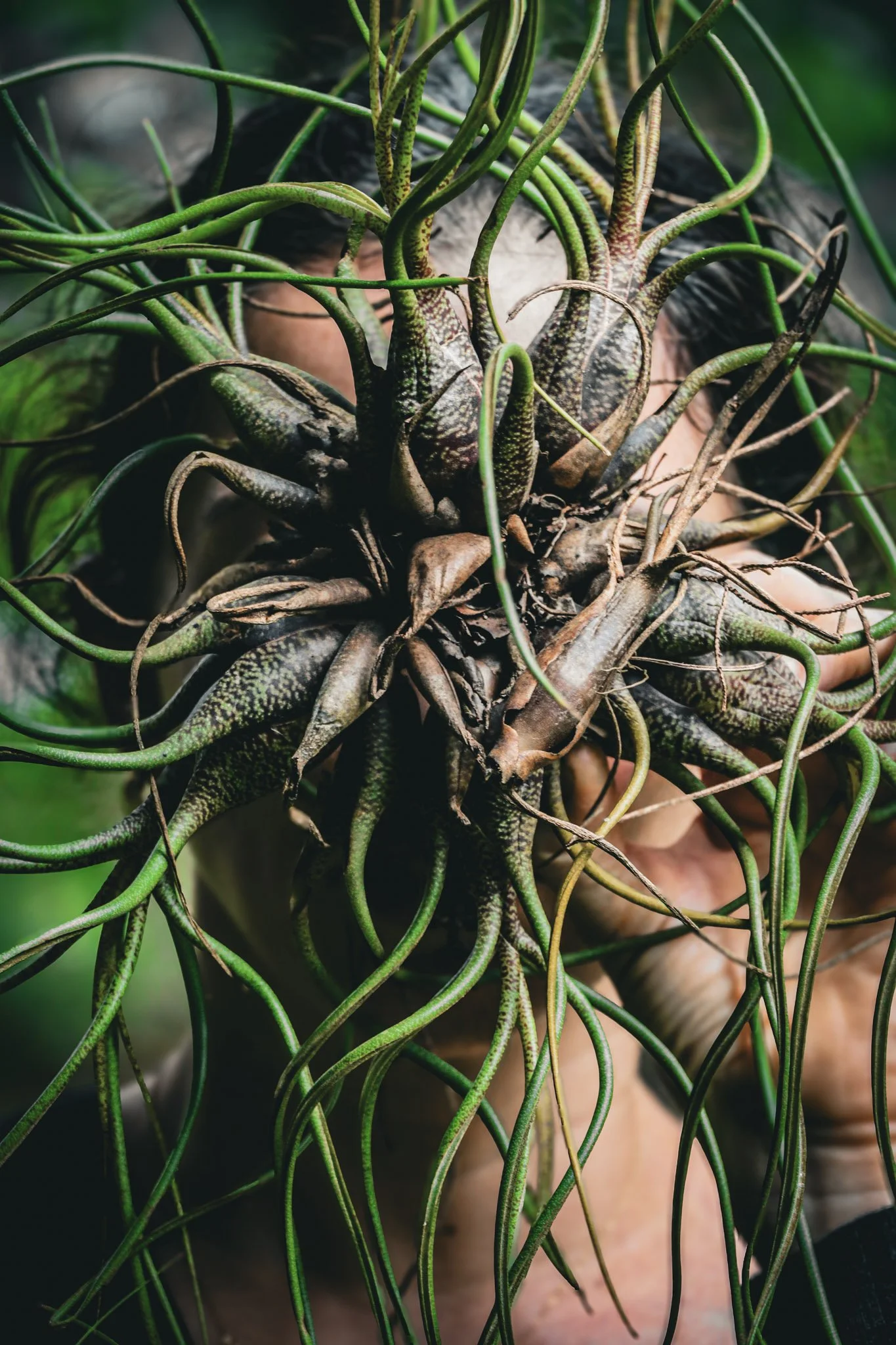 Extraño G
November 1, 2025 — Nueva Suiza, Chiriquí, Panama. Roots and natural forms blend with the human presence.