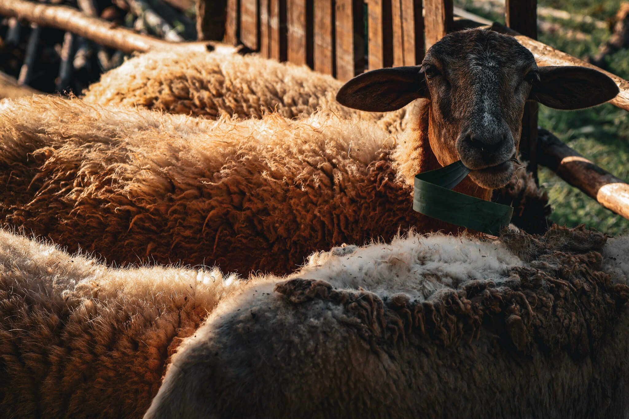 Foto de Cabra Comiendo Pasto