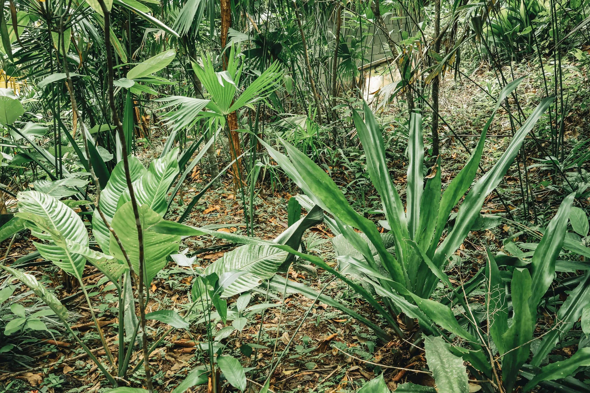 Diversas Plantas para uso de artesanías