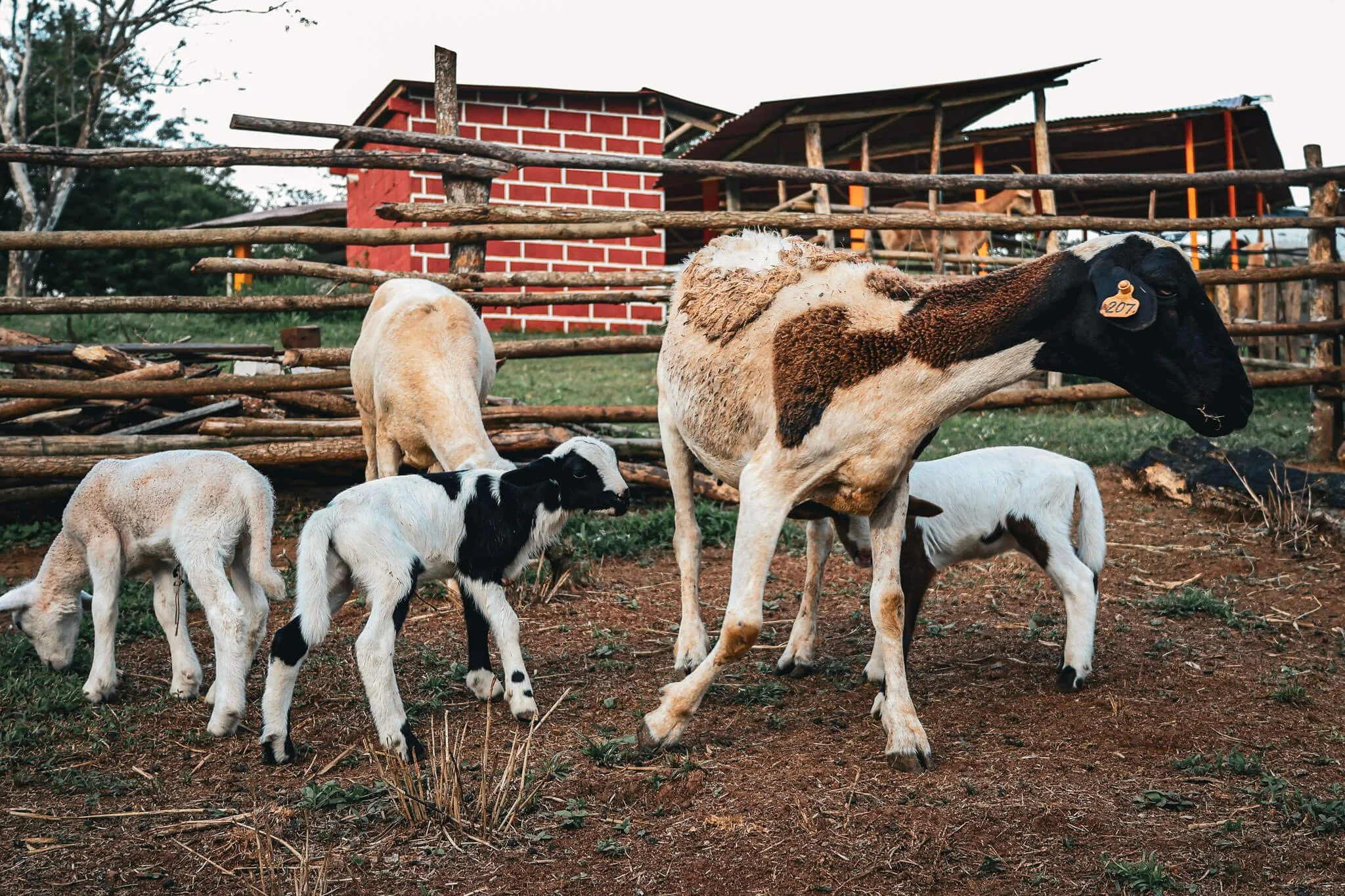 Foto de cabras en Finca Caprinama