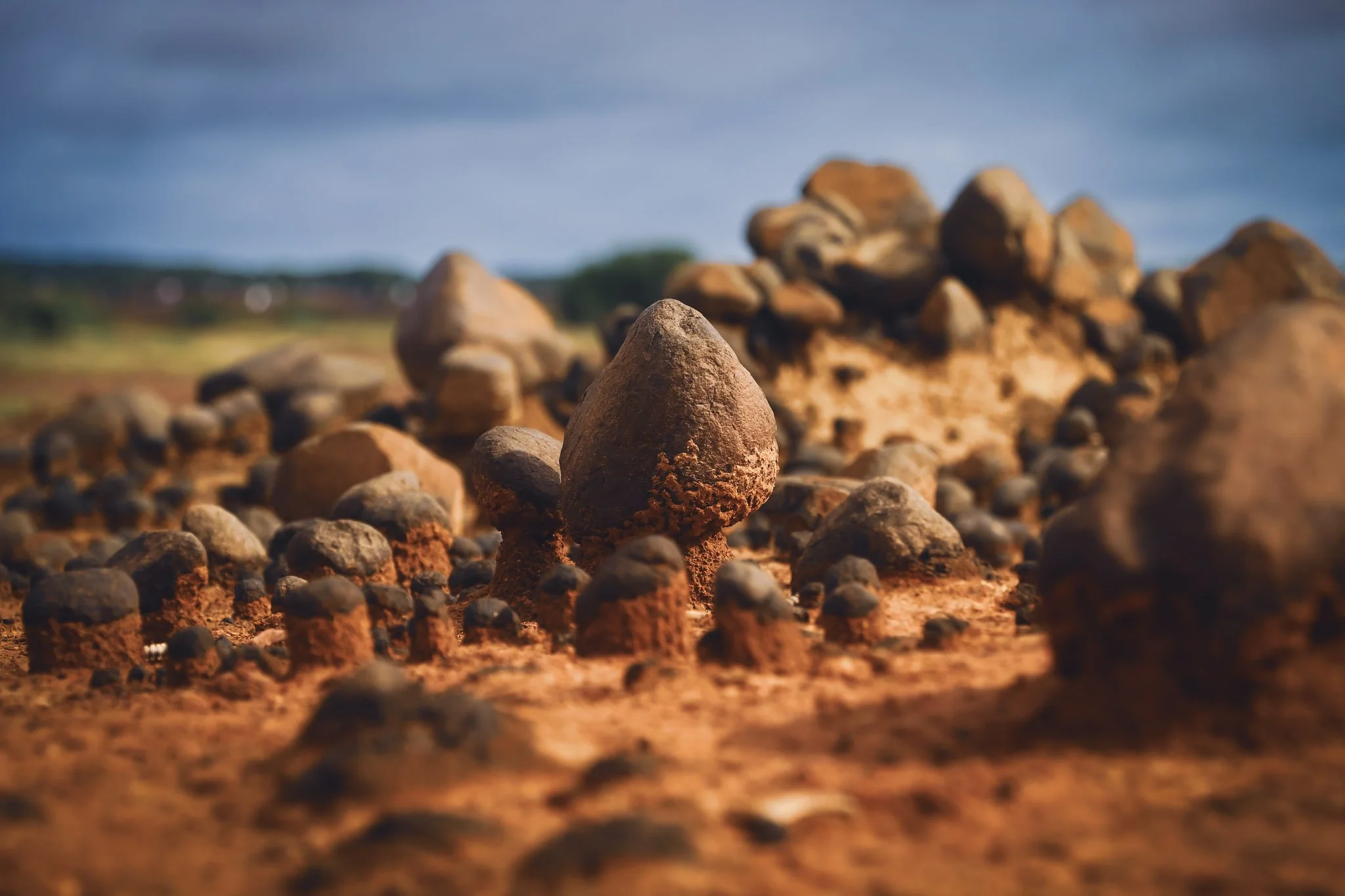 Rock Fungi