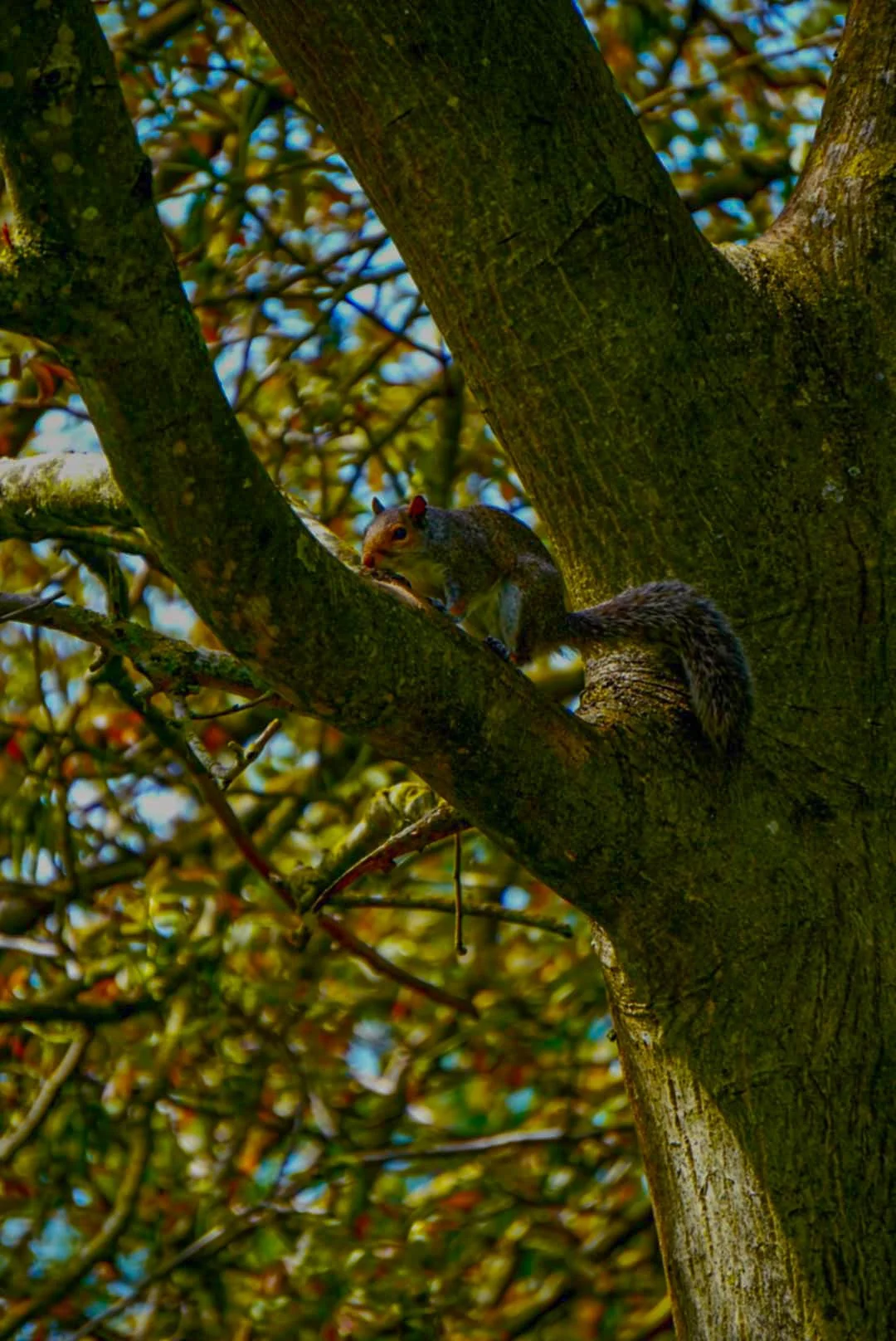 squirellintree.jpg