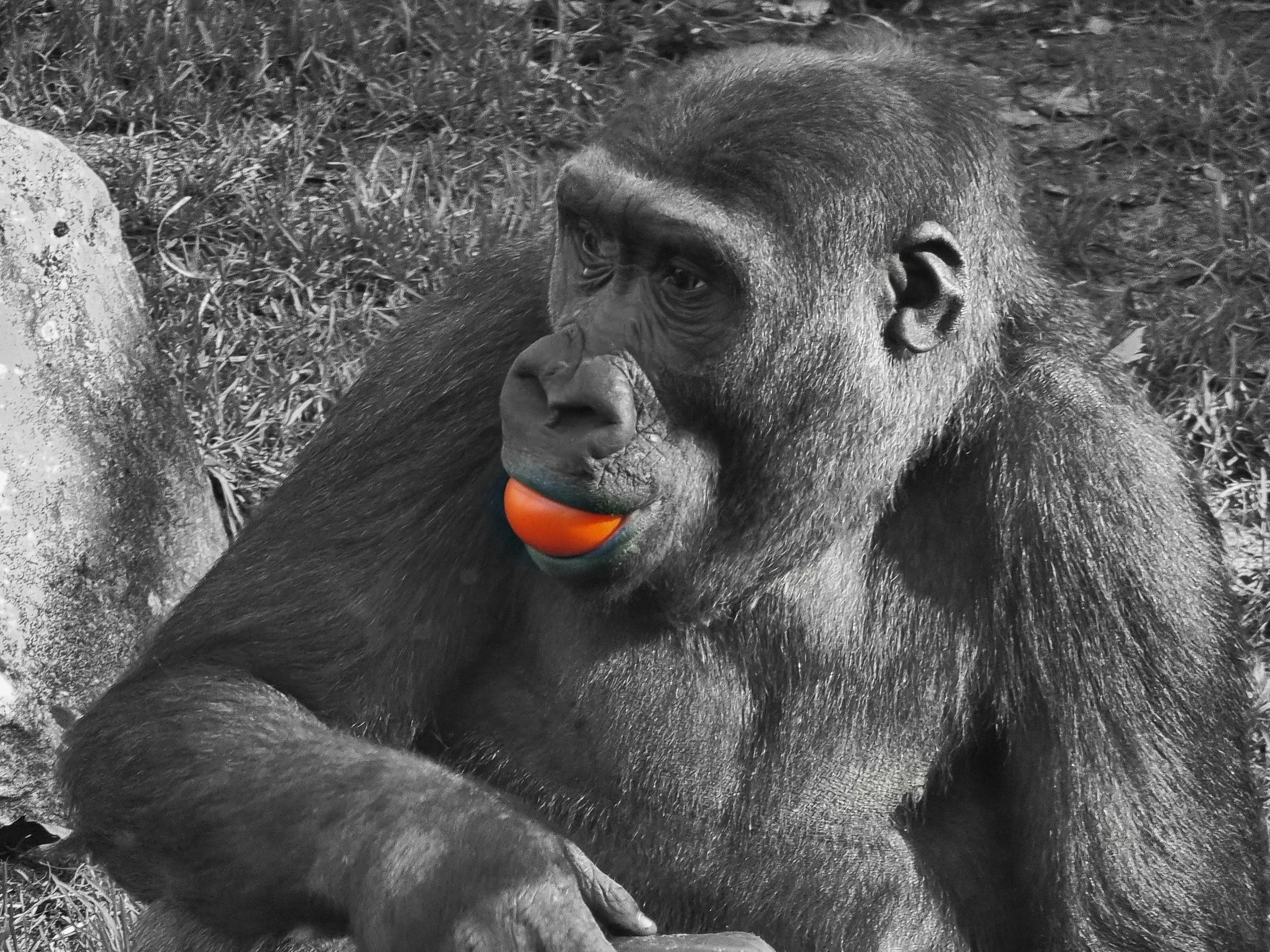 gorilla.jpg