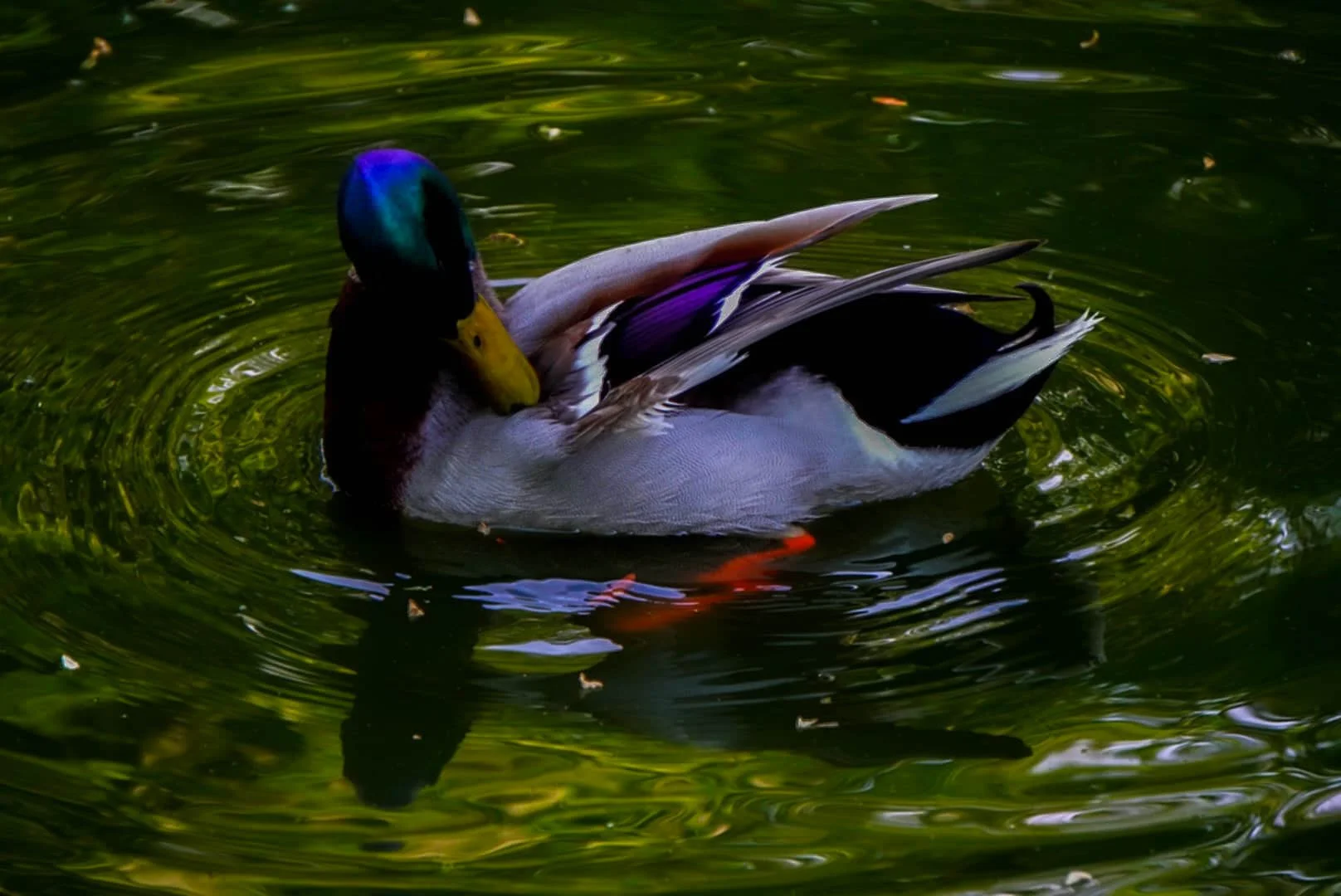 duckpond.jpg