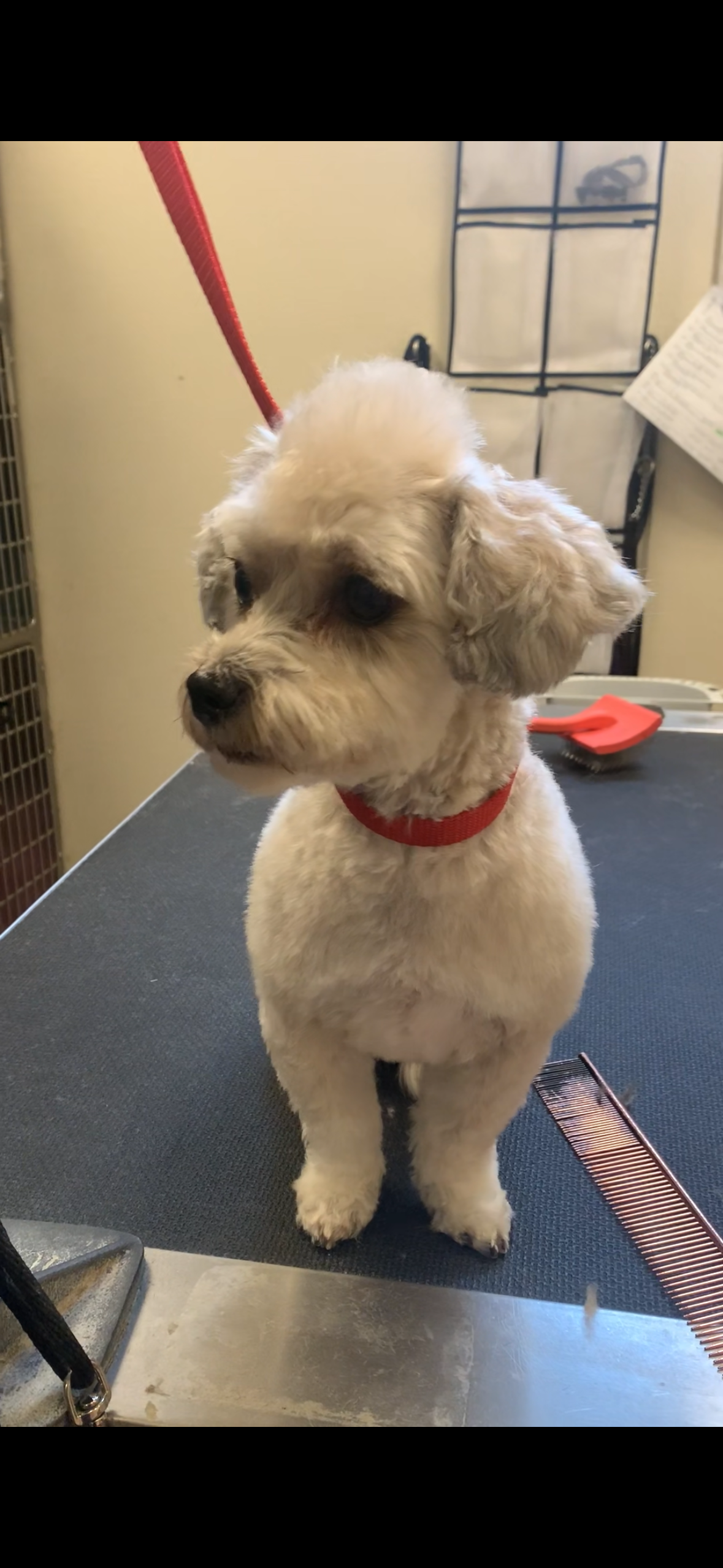 A small, fluffy dog with light-colored fur and wearing a red collar, standing on a grooming table in a grooming salon.
