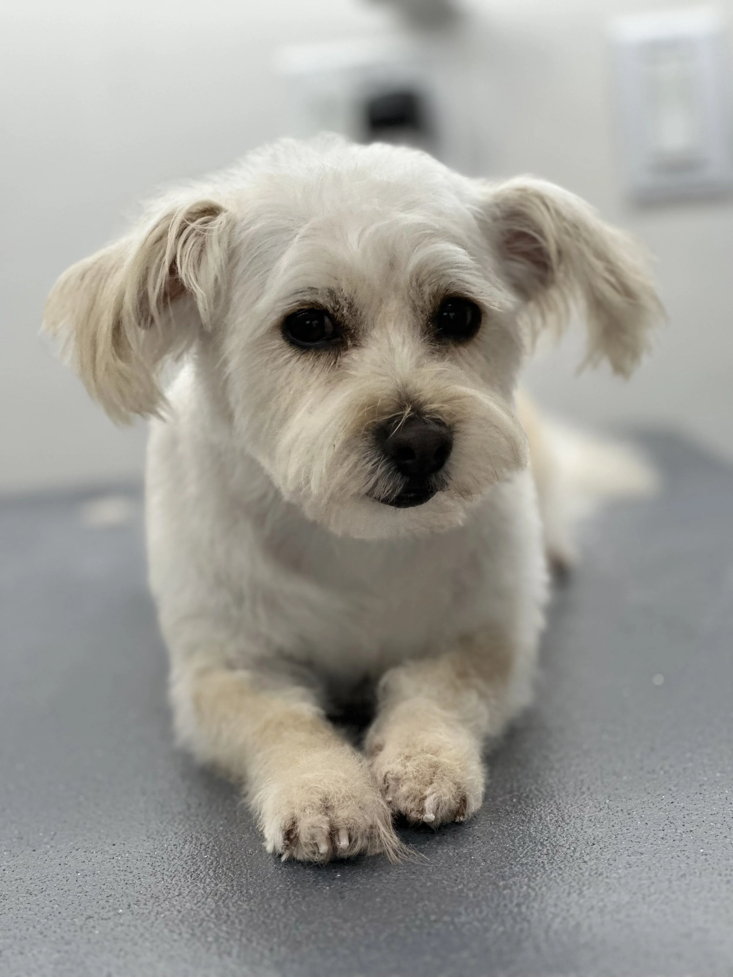 Cute light-colored puppy with floppy ears and dark eyes lying on a gray surface.