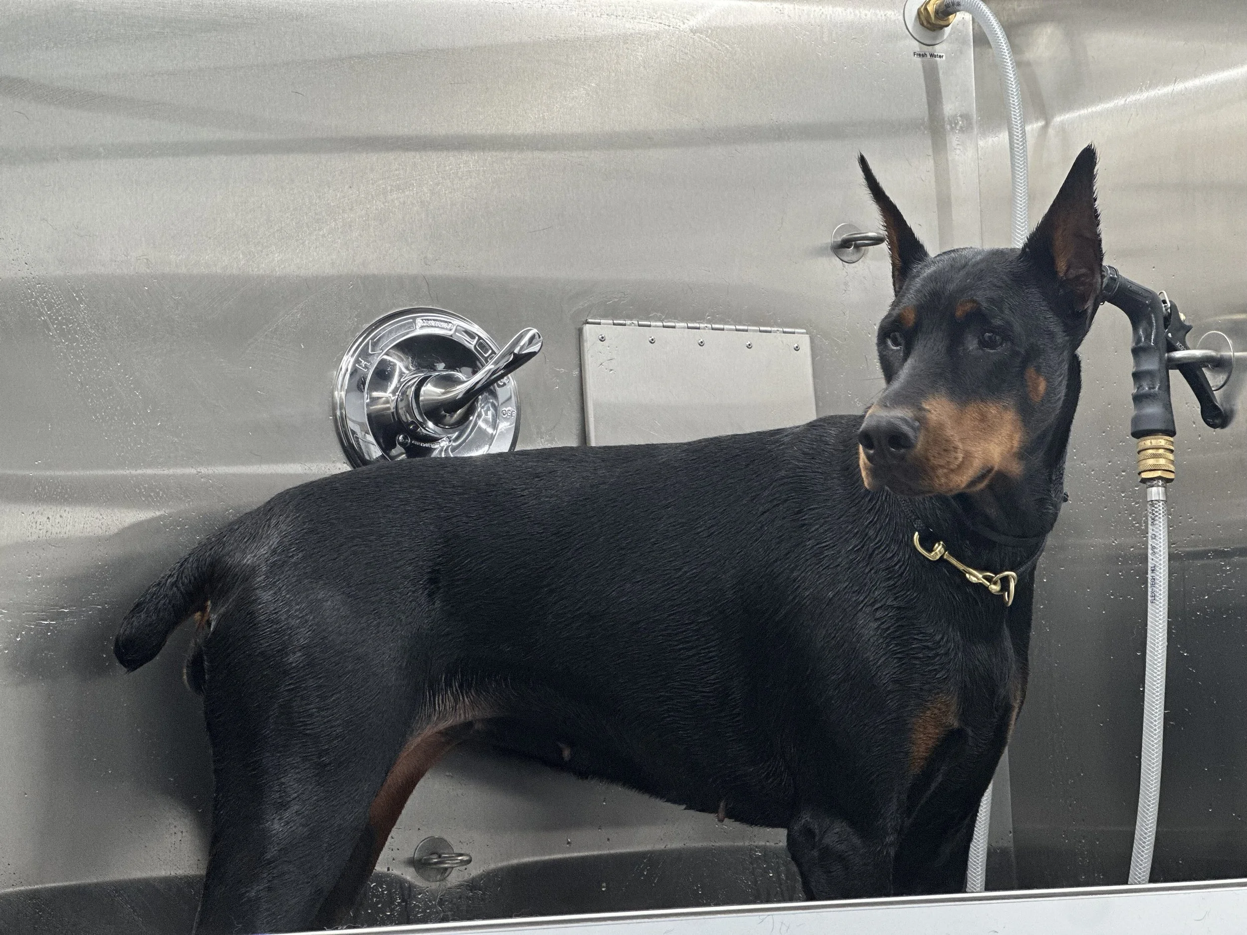 A black and tan dog lying in a stainless steel grooming or veterinary tub with water and a attached hose.