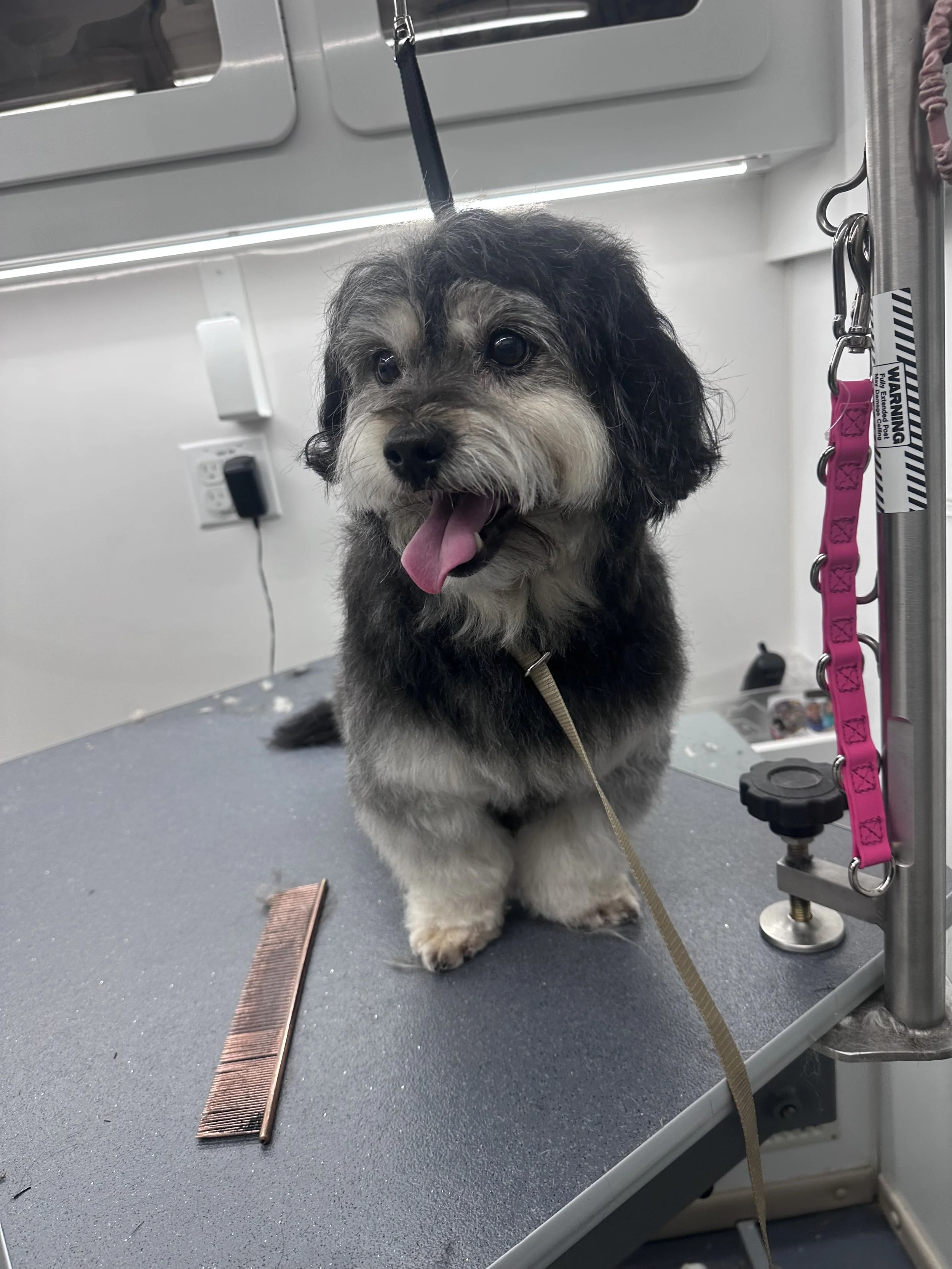 A small fluffy dog with black and gray fur sitting on a grooming table at a pet grooming salon; the dog is panting with its tongue out; grooming equipment and a pink leash are visible.