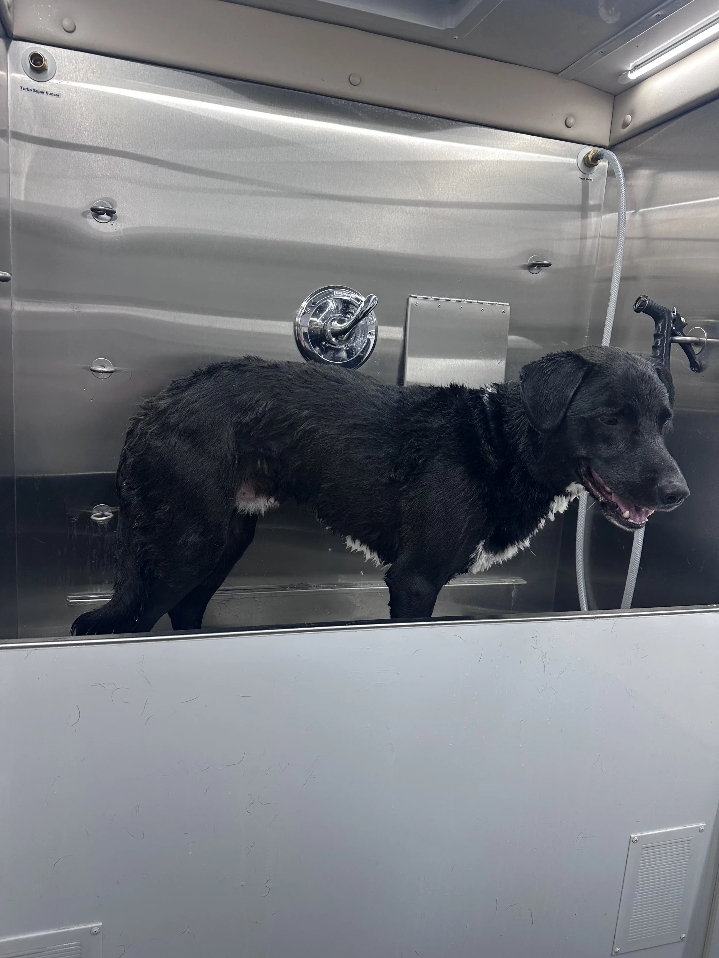 A black dog with white markings standing inside a stainless steel animal wash station, with a hose and showerhead attached to the wall.