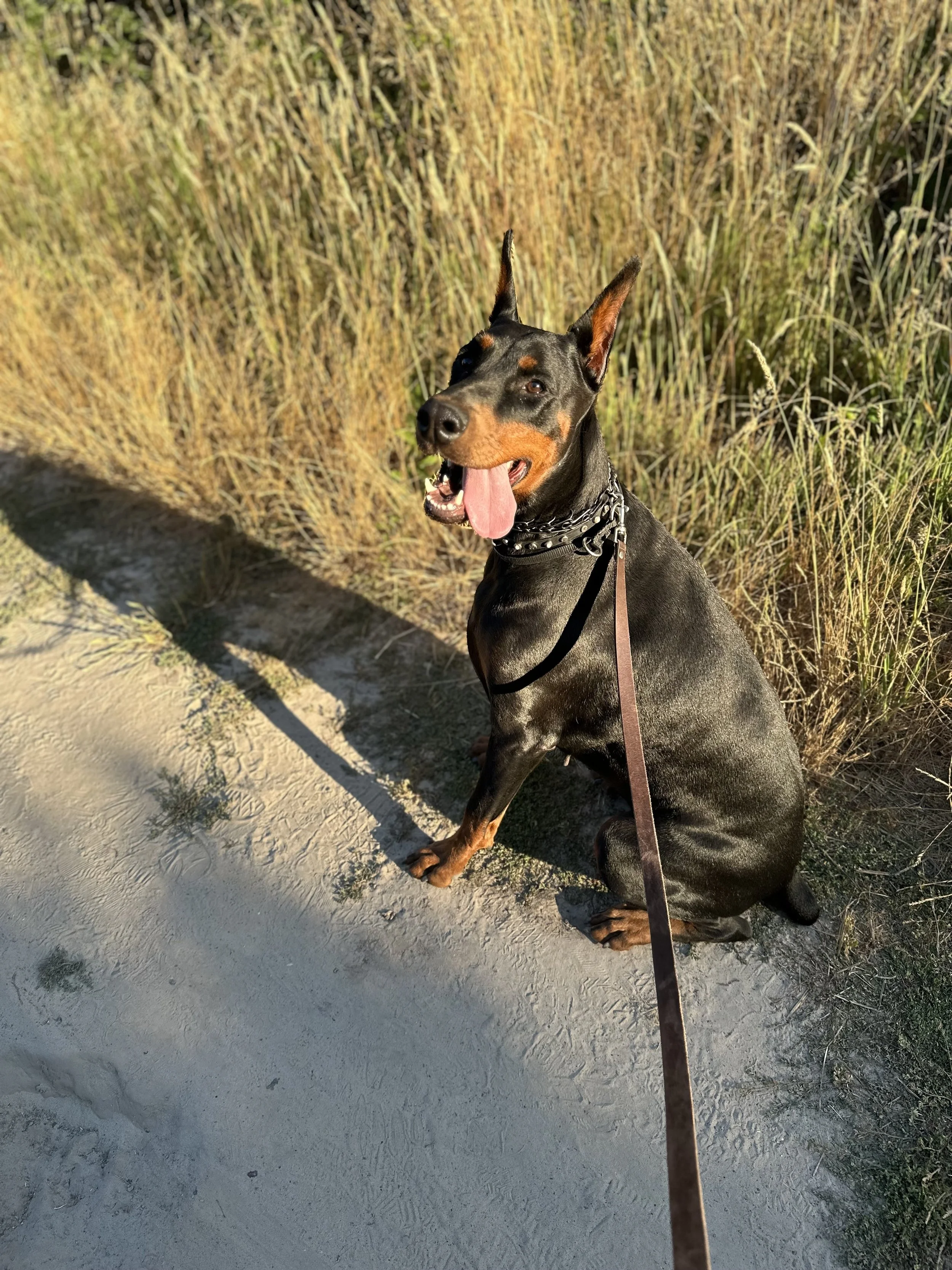 A black and tan Doberman dog sitting on a sandy path next to tall dry grass, panting with tongue out, wearing a chain collar, with leash attached.