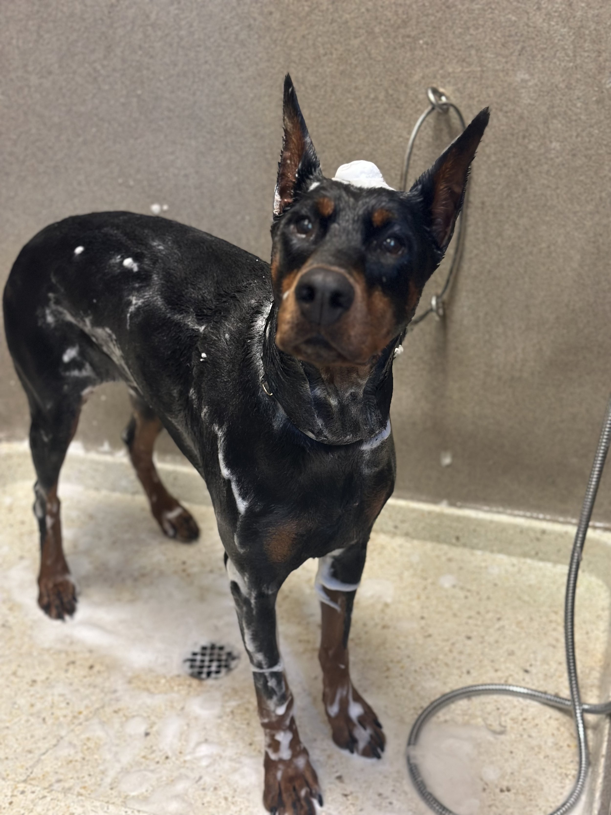 A dog with large ears and black, brown, and white coat standing in a shower with a hose and drain on a beige floor.