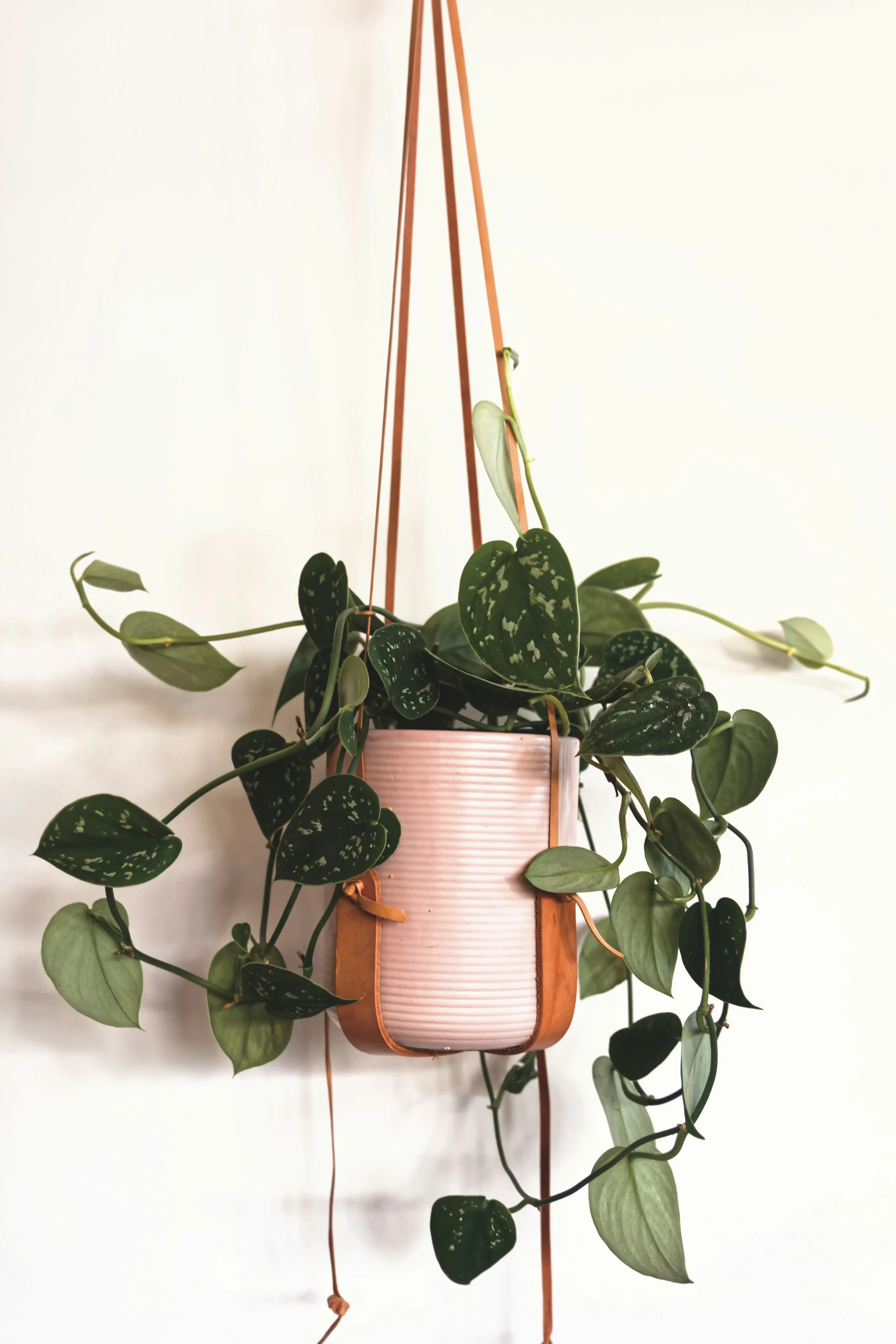 A potted trailing pothos plant with green leaves, hanging in a pink and copper hanging planter against a plain white wall.