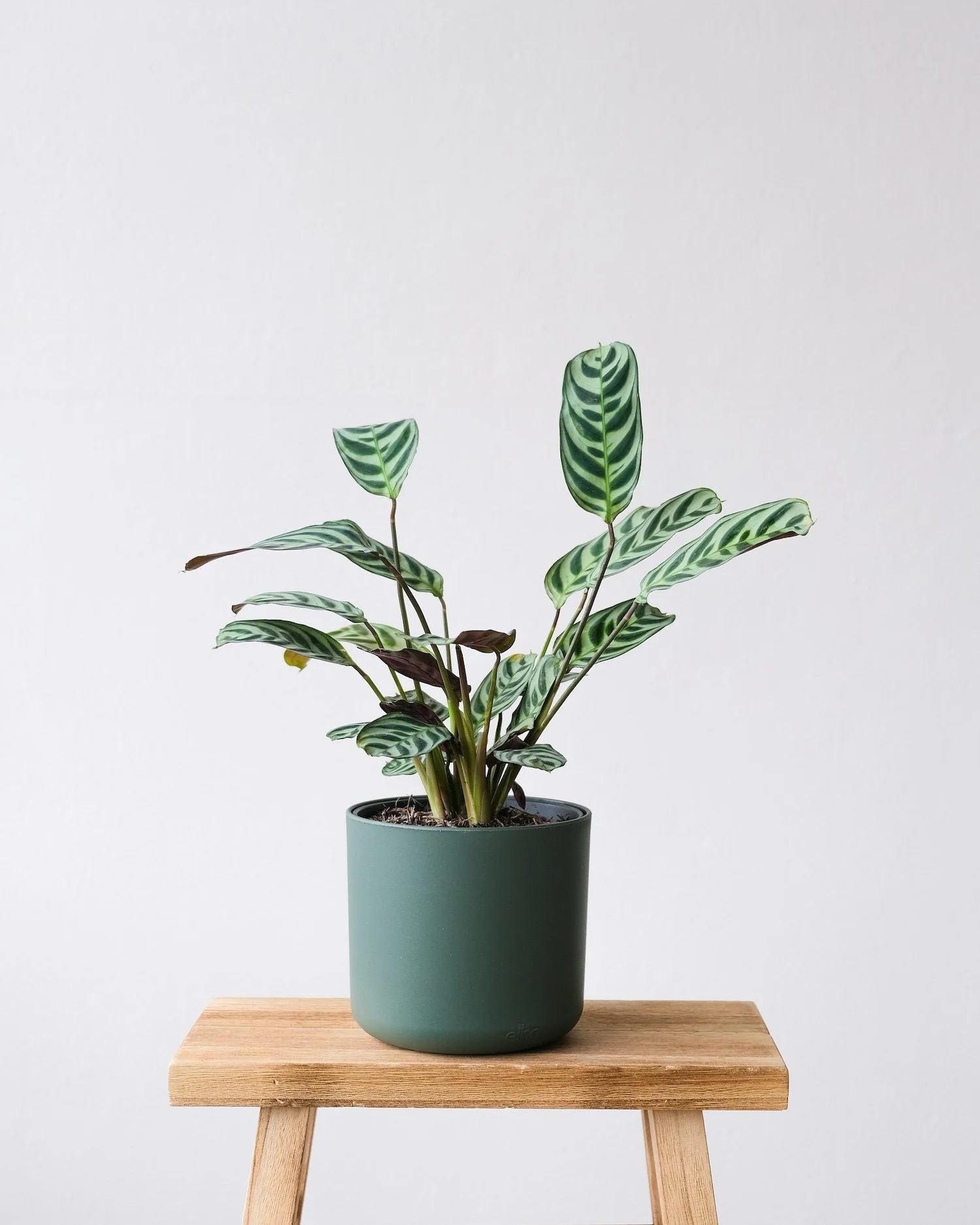 A potted green plant with striped leaves on a wooden table against a white background.