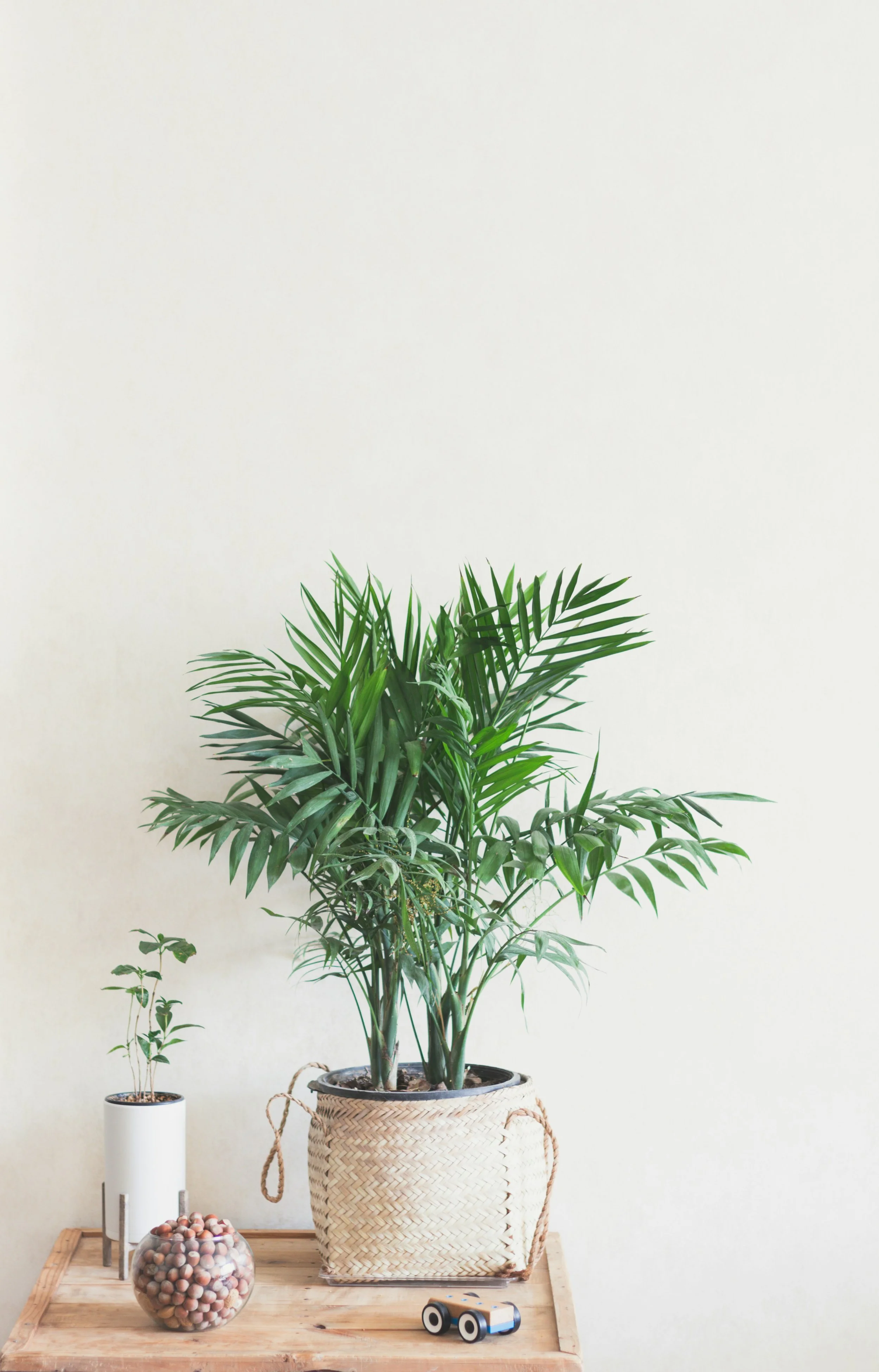 A large green potted plant in a woven basket sits on a wooden table against a beige wall. To the left, there is a tall white lamp and a glass bowl filled with small round objects. A small toy car is on the table in front of the plant.