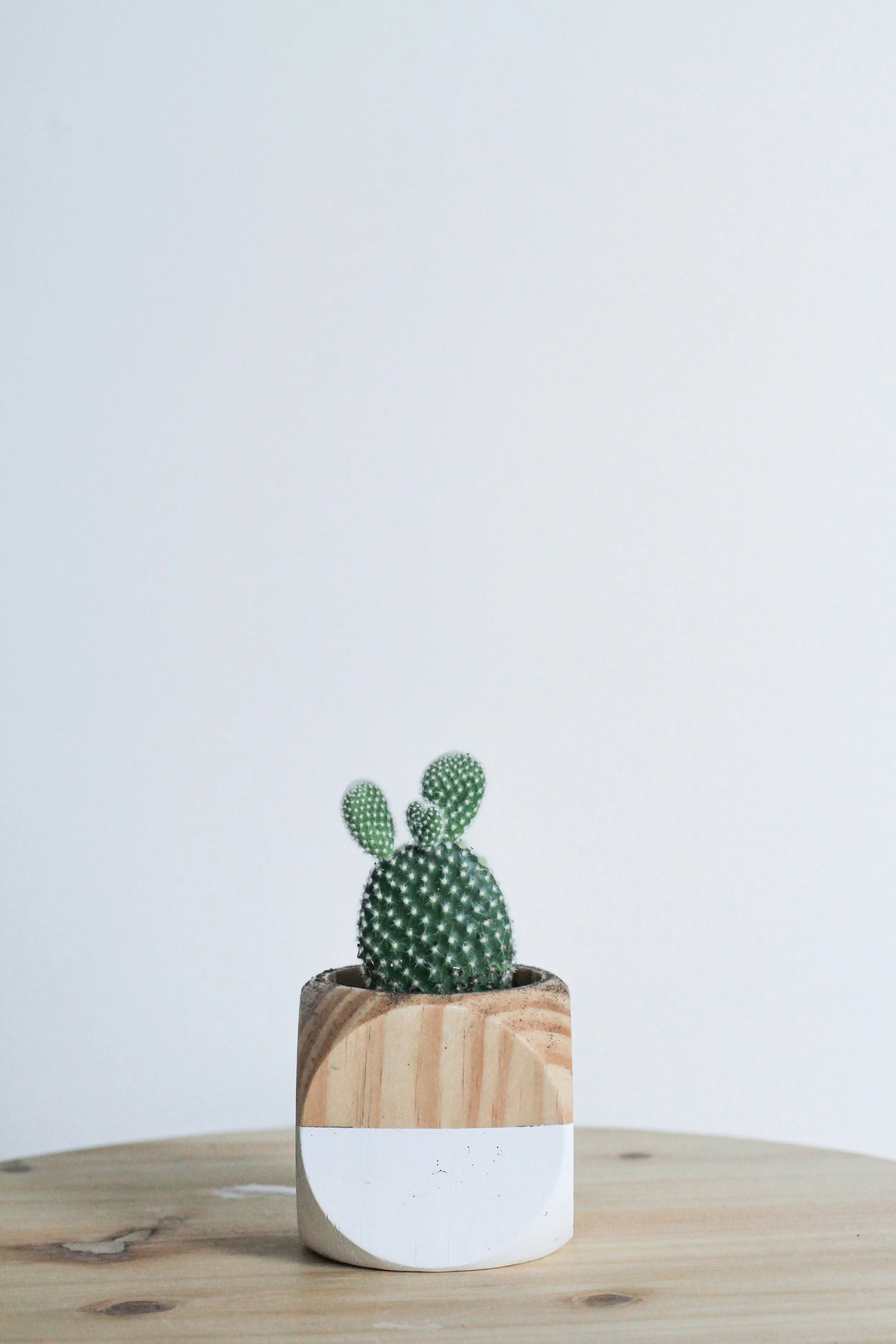 A small potted cactus with green pads covered in white spines, placed on a light wooden surface against a plain white background.