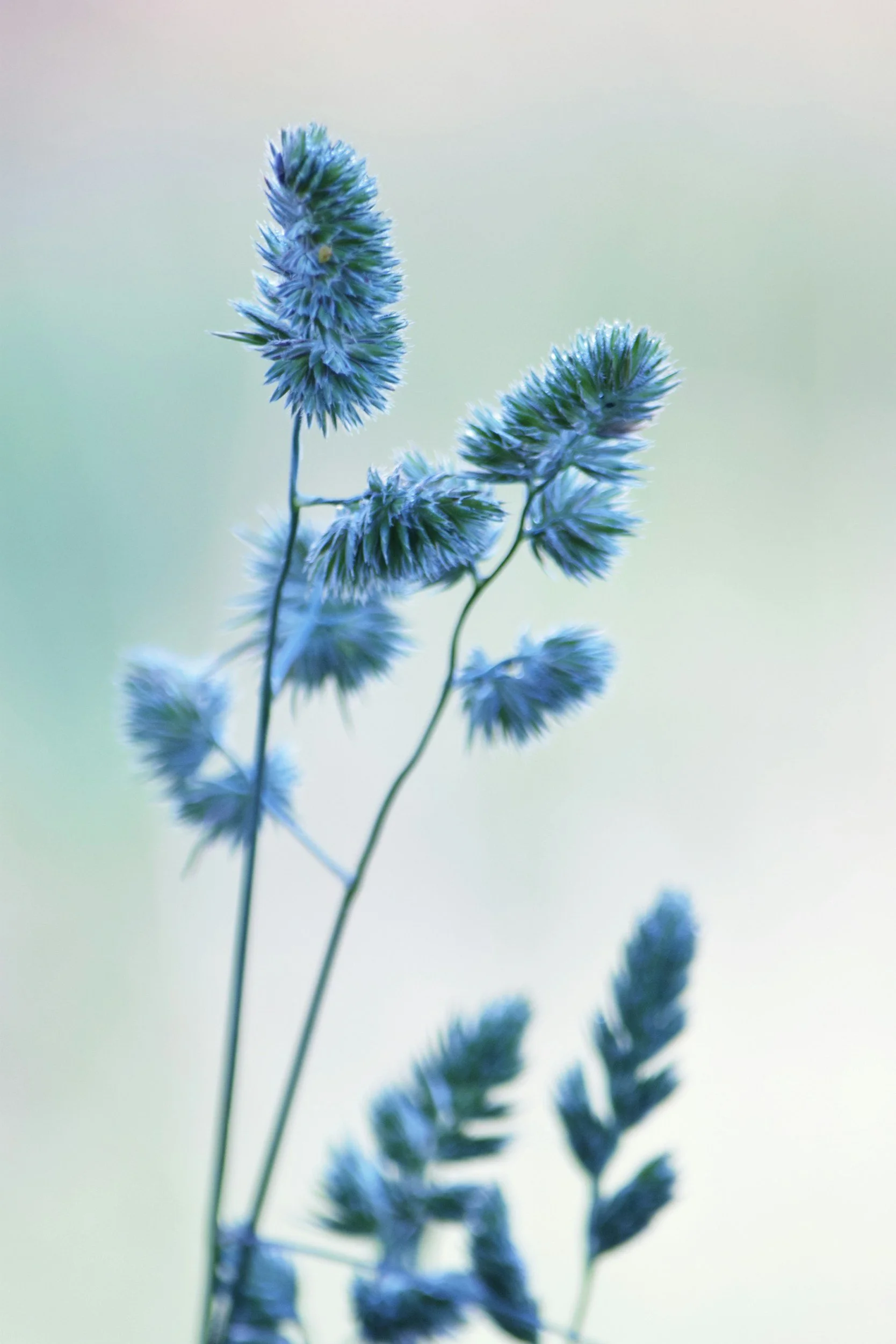 Close-up of blue and purple flower spikes with a blurred background.