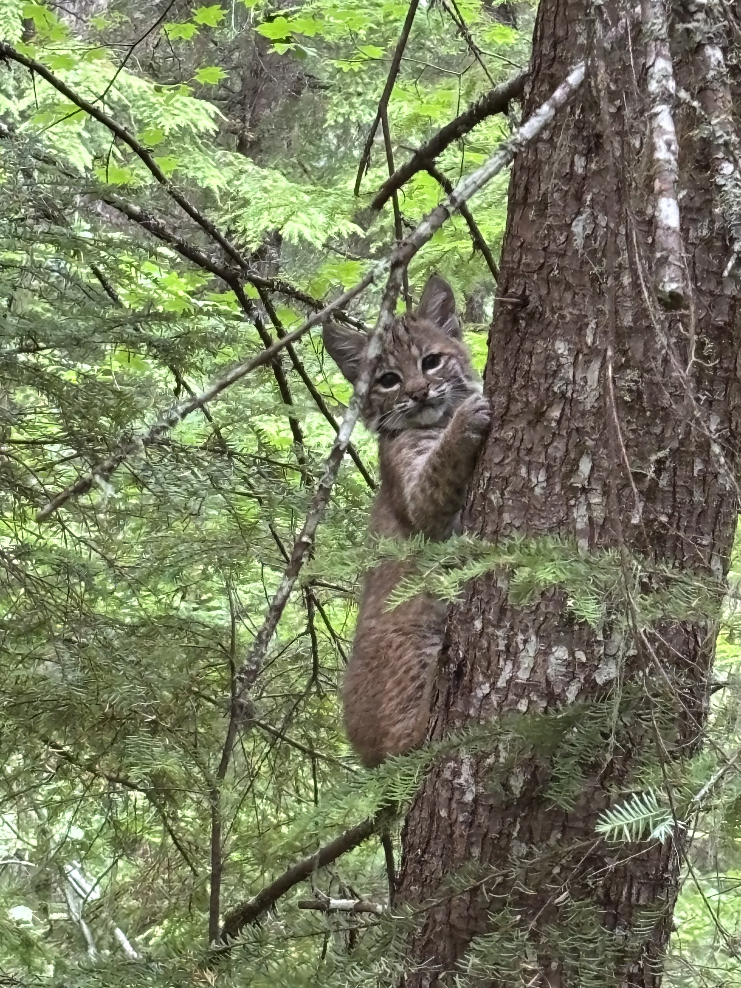 A young bobcat clings to the trunk of a large tree in a forest surrounded by green leaves and branches.