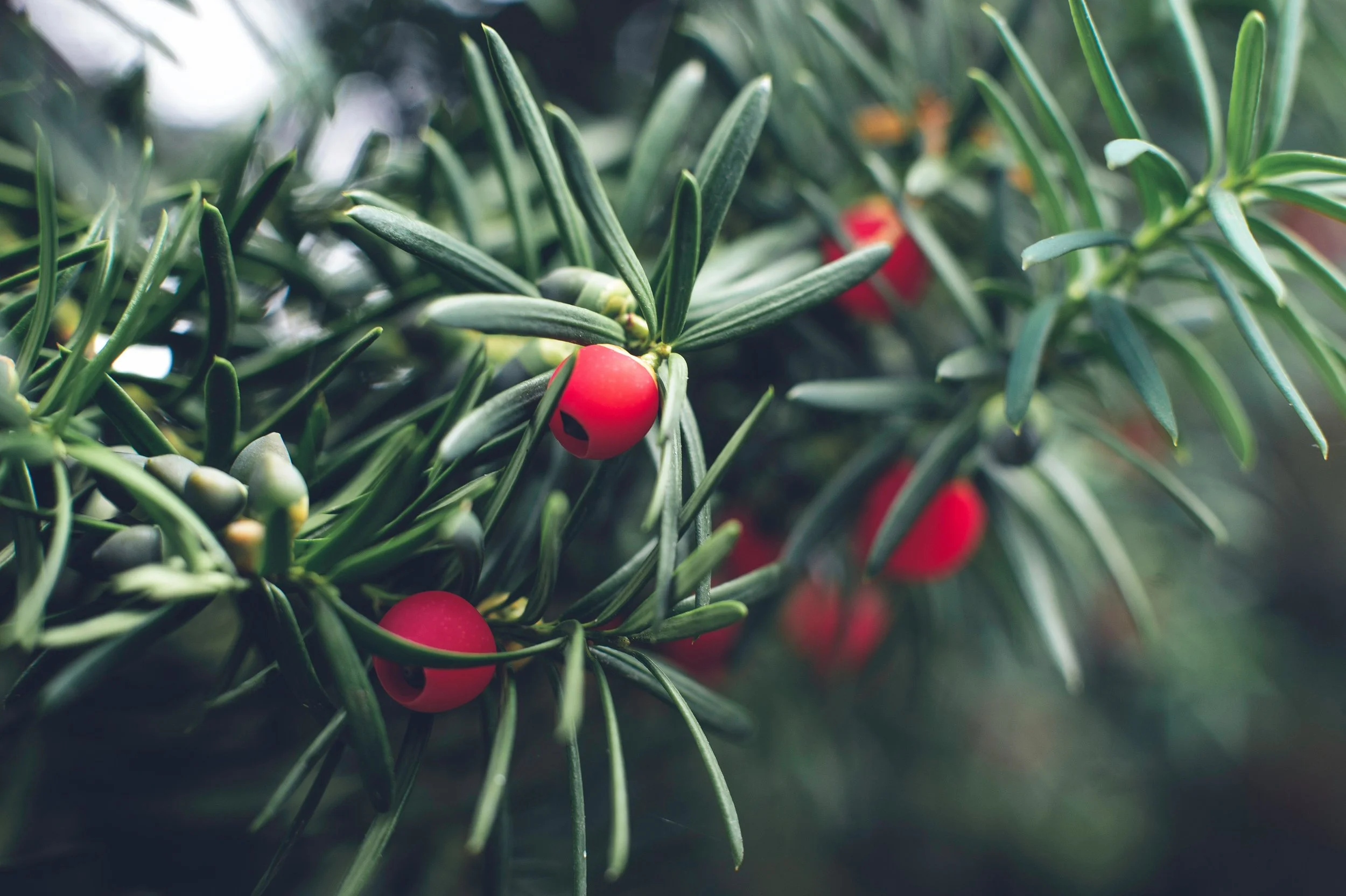 Close-up of green yew tree branches with red yew berries.