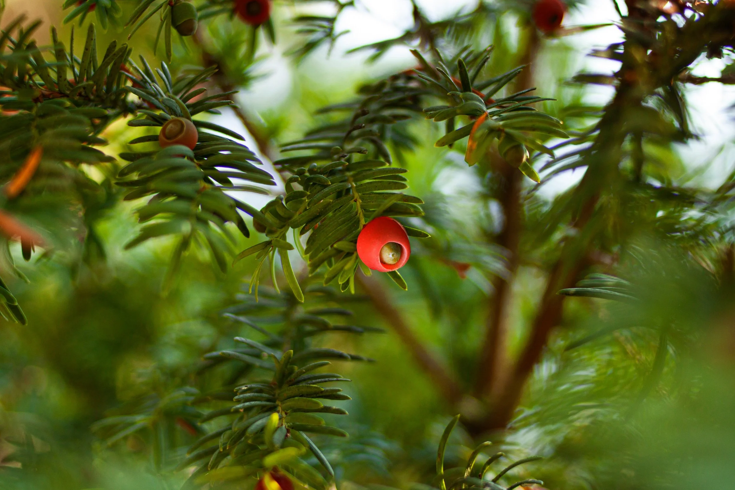Close-up of red berries and green needle-like leaves on a coniferous yew tree.