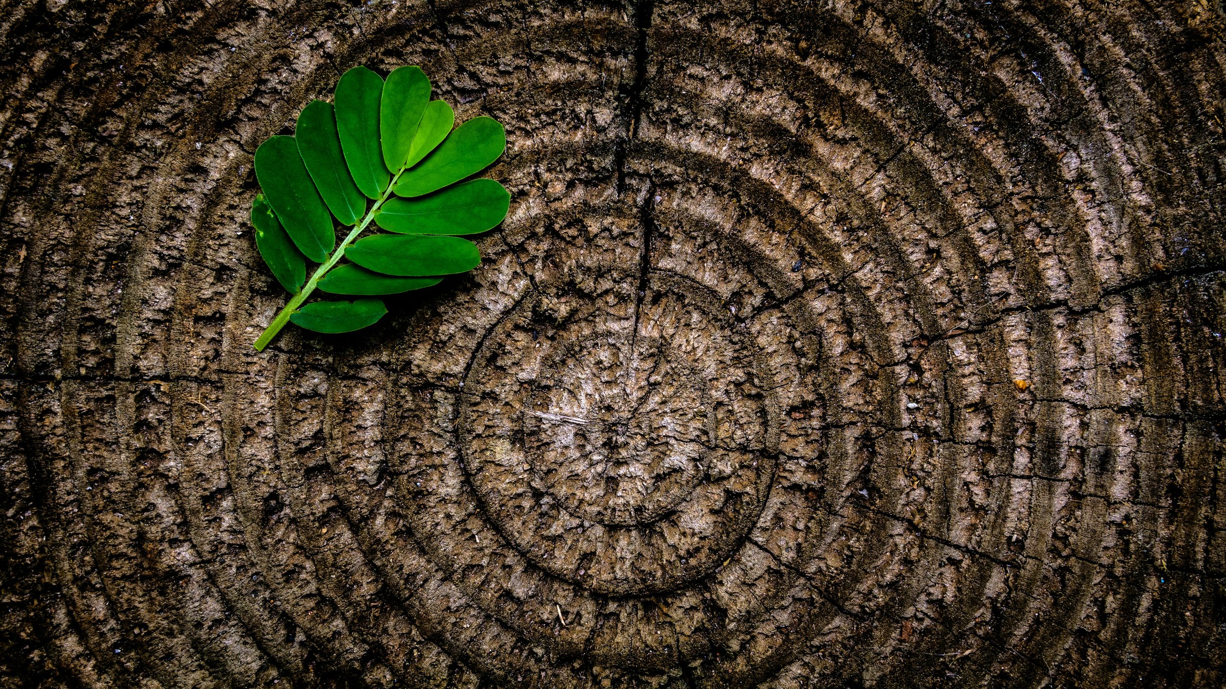 Close-up of a green compound leaf resting on a tree trunk with textured bark.