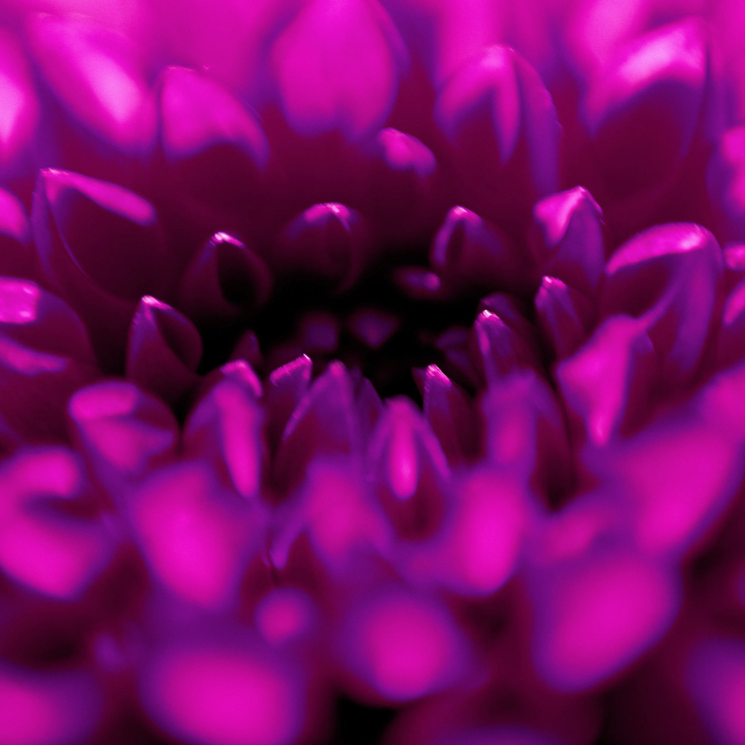 Flower Power 3 Petals 3.jpg