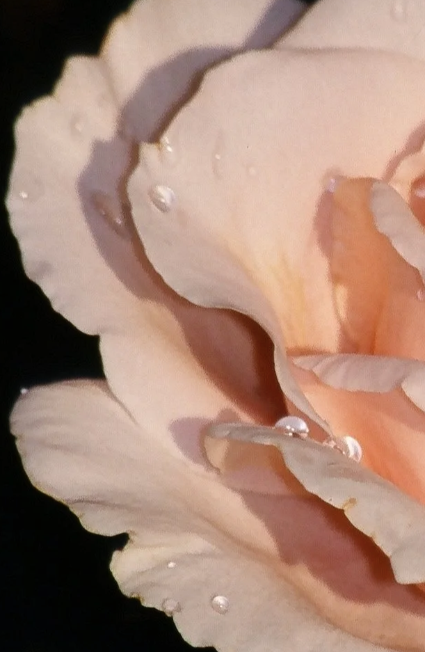 6.+Teardrops+III.png