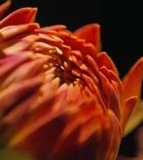 tn_petals_011.jpg