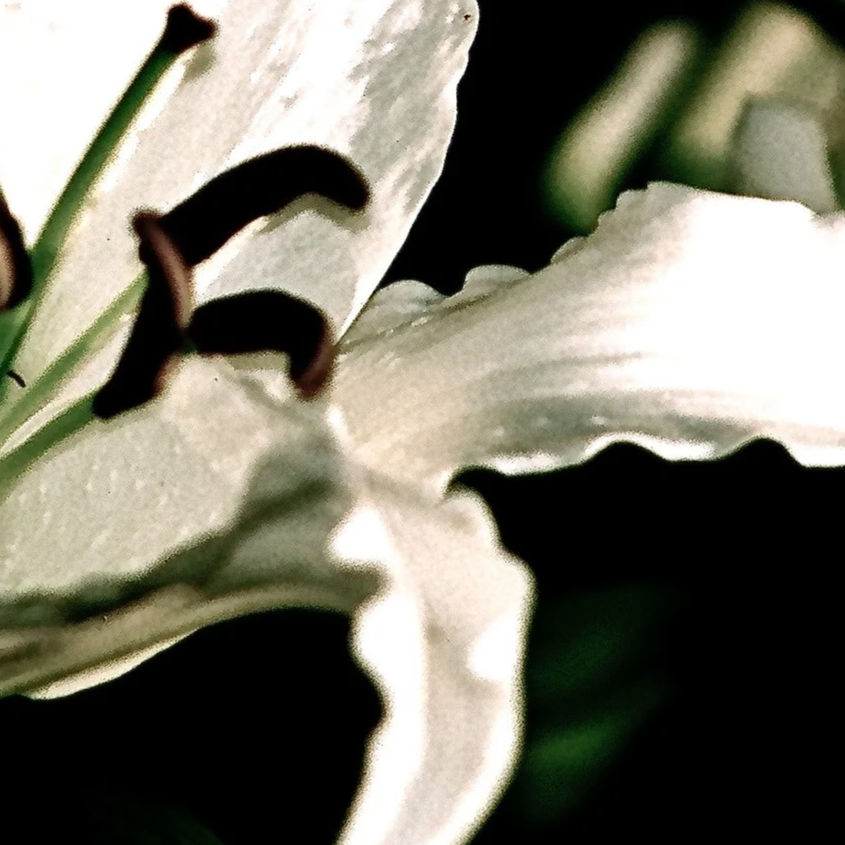 54930041_2.png