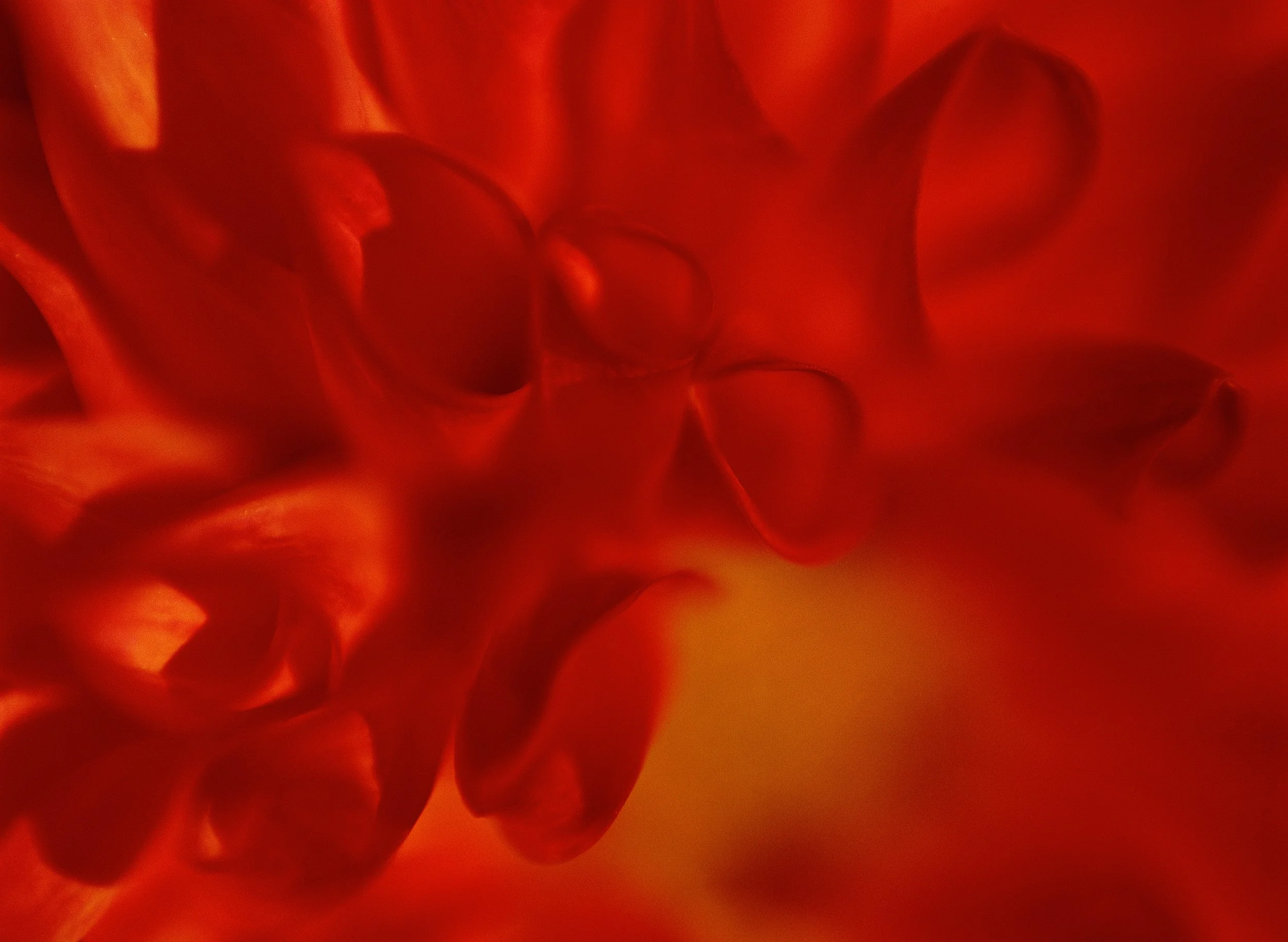 Flower Power 5 R.jpg