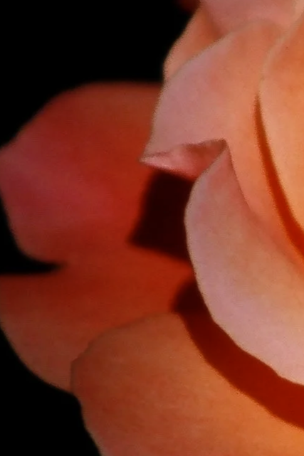 6.+Rosebuds+III.png