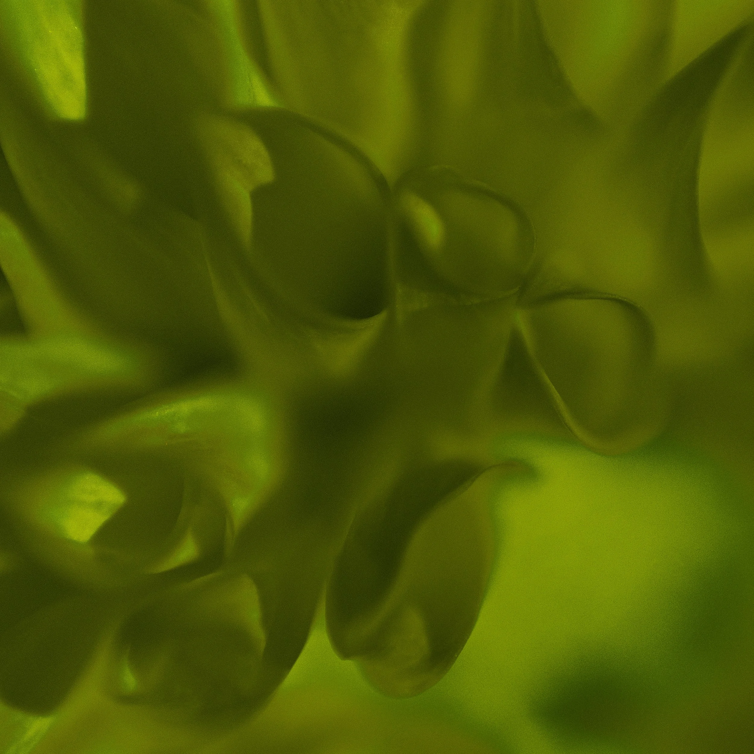 Flower Power - G F Fire Petals 12x12 JPG.jpg
