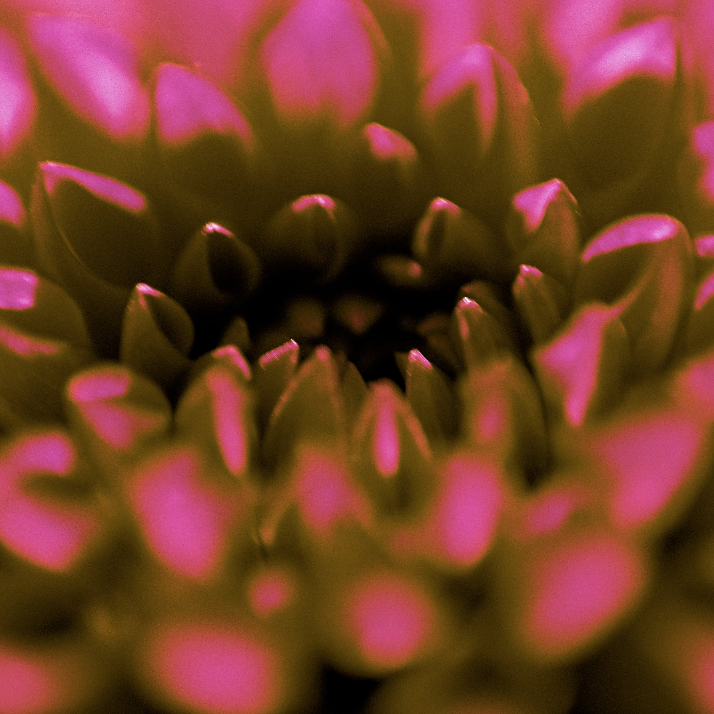 Flower Power 3 Petals 2.jpg