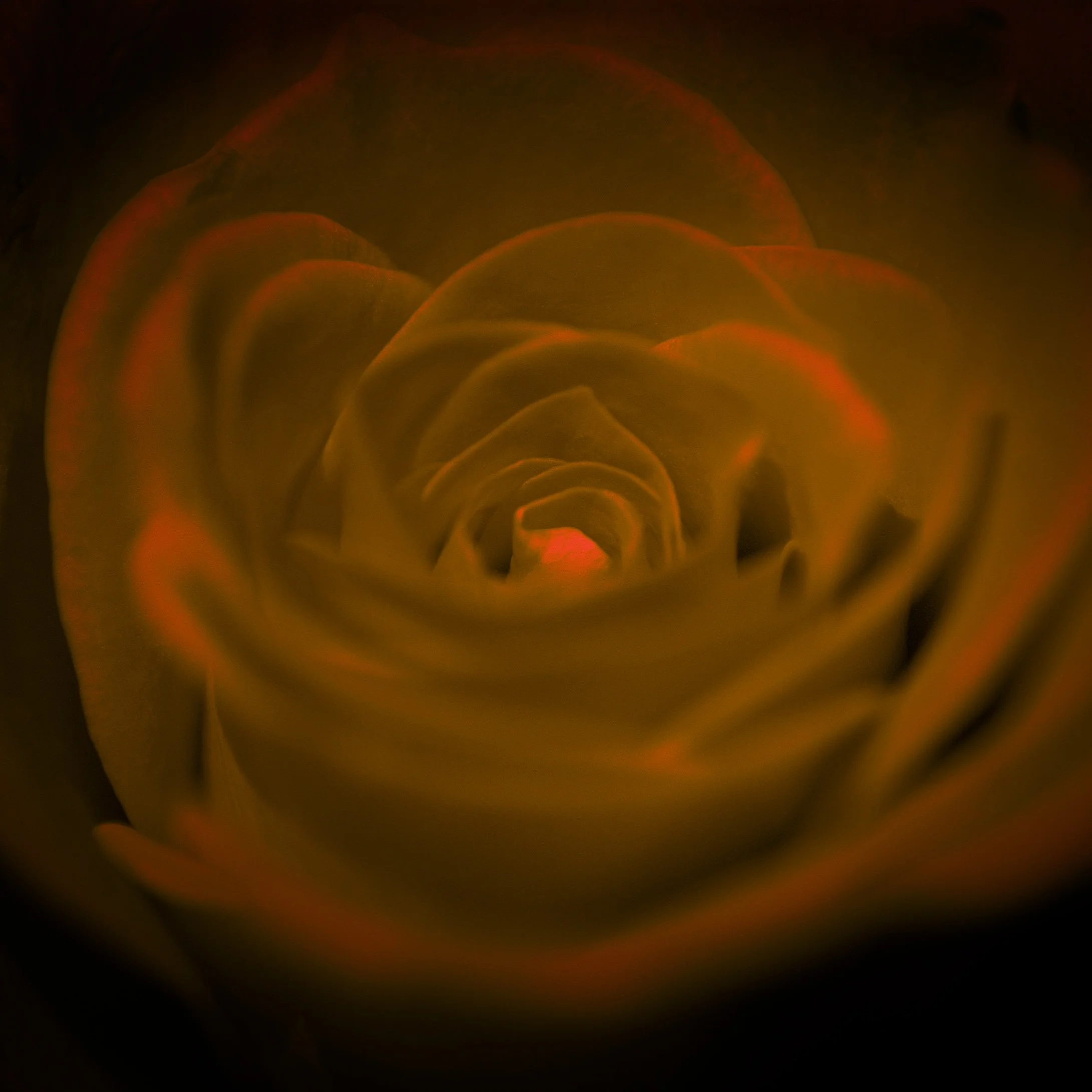 Flower Power 34 Y.jpg