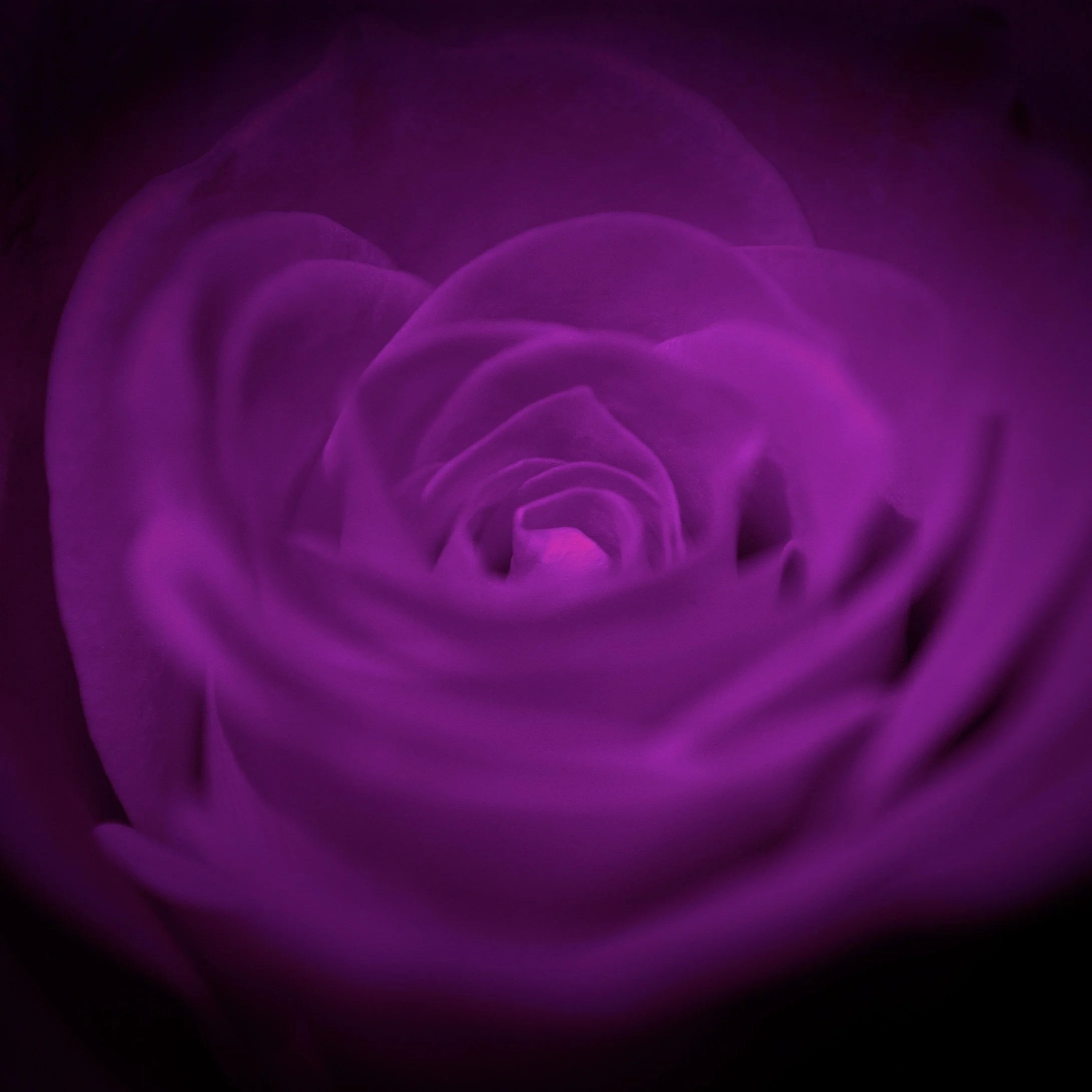 Flower Power 4 V.jpg