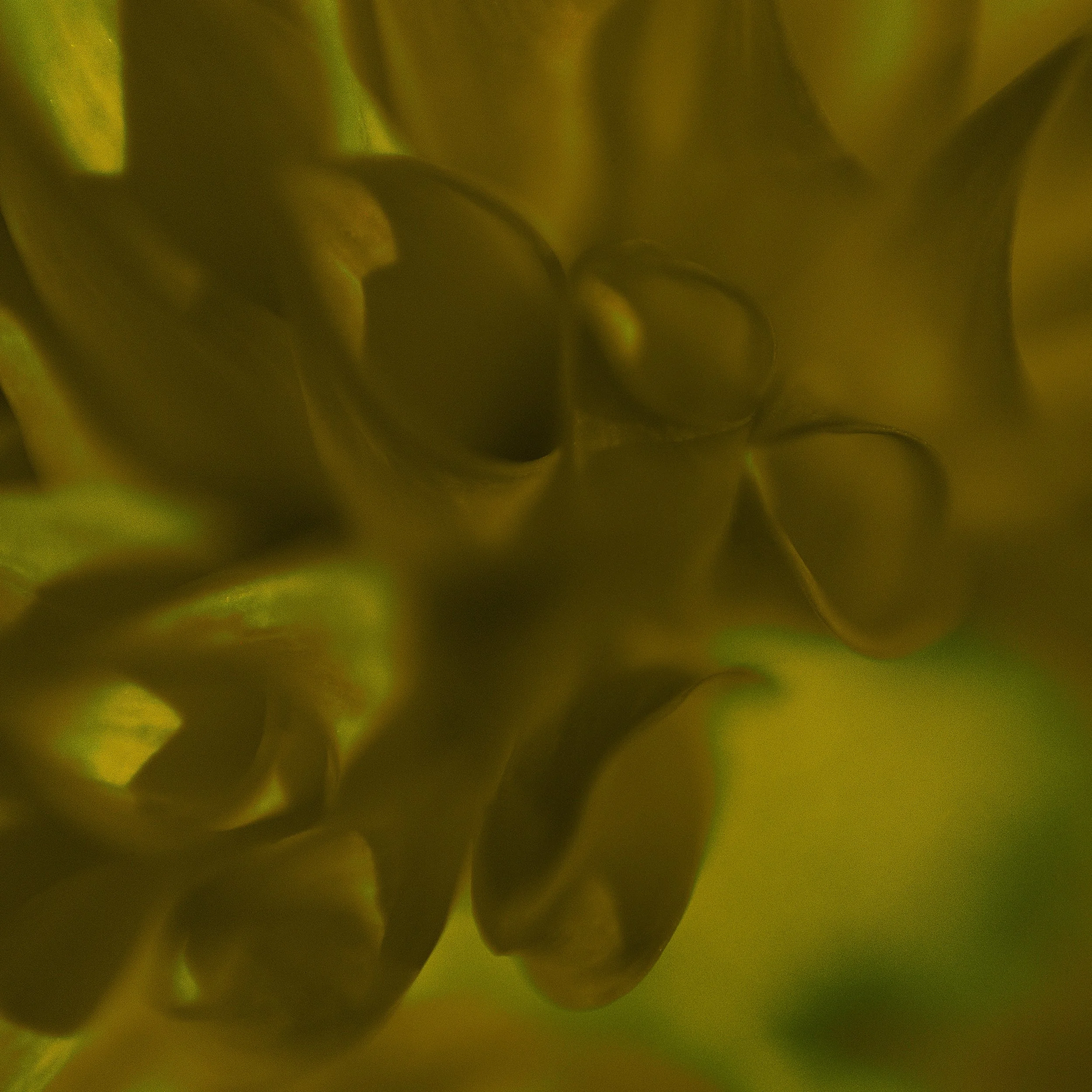Flower Power - GM Fire Petal.jpg