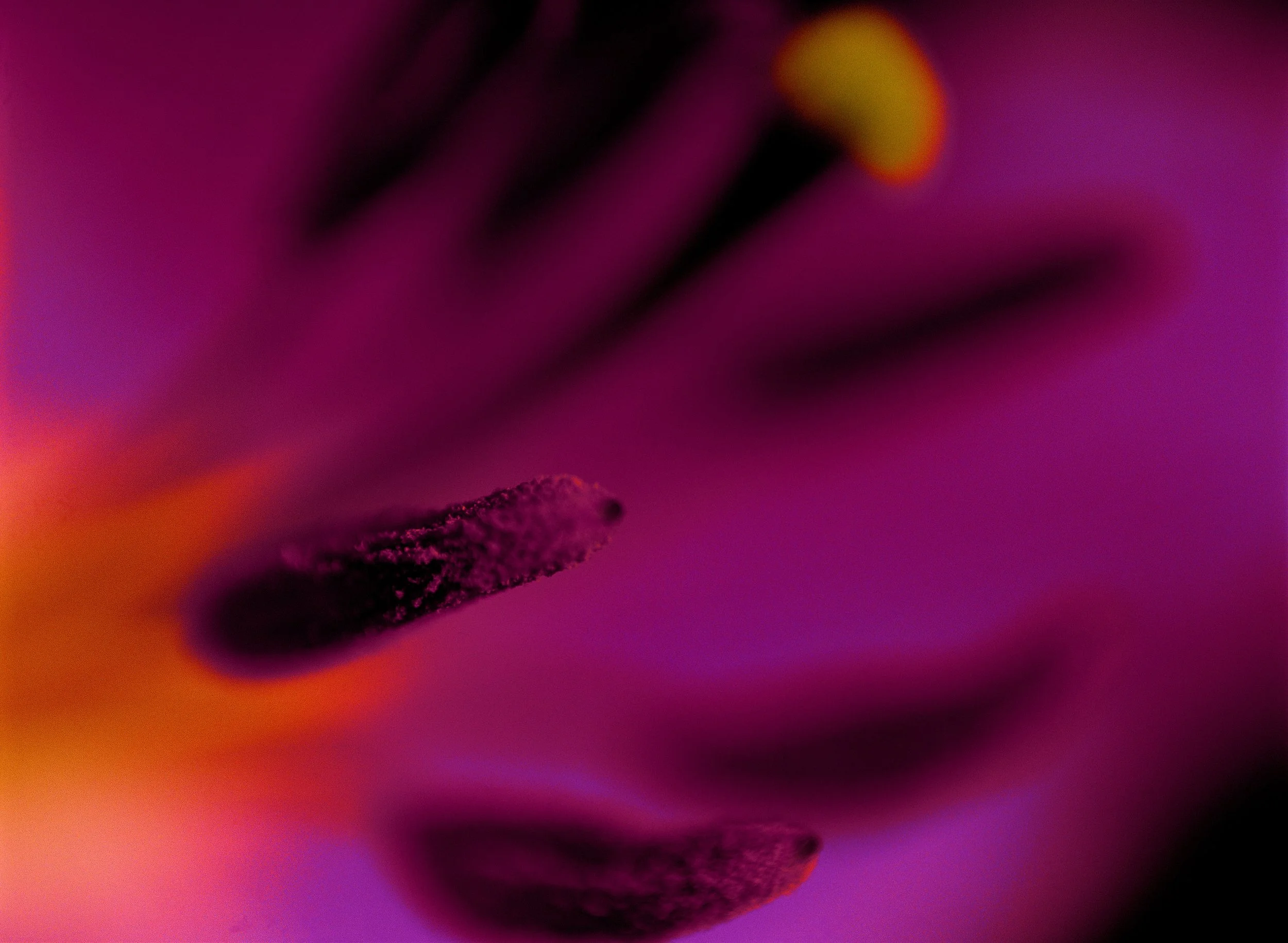 Flower Power 2 V.jpg