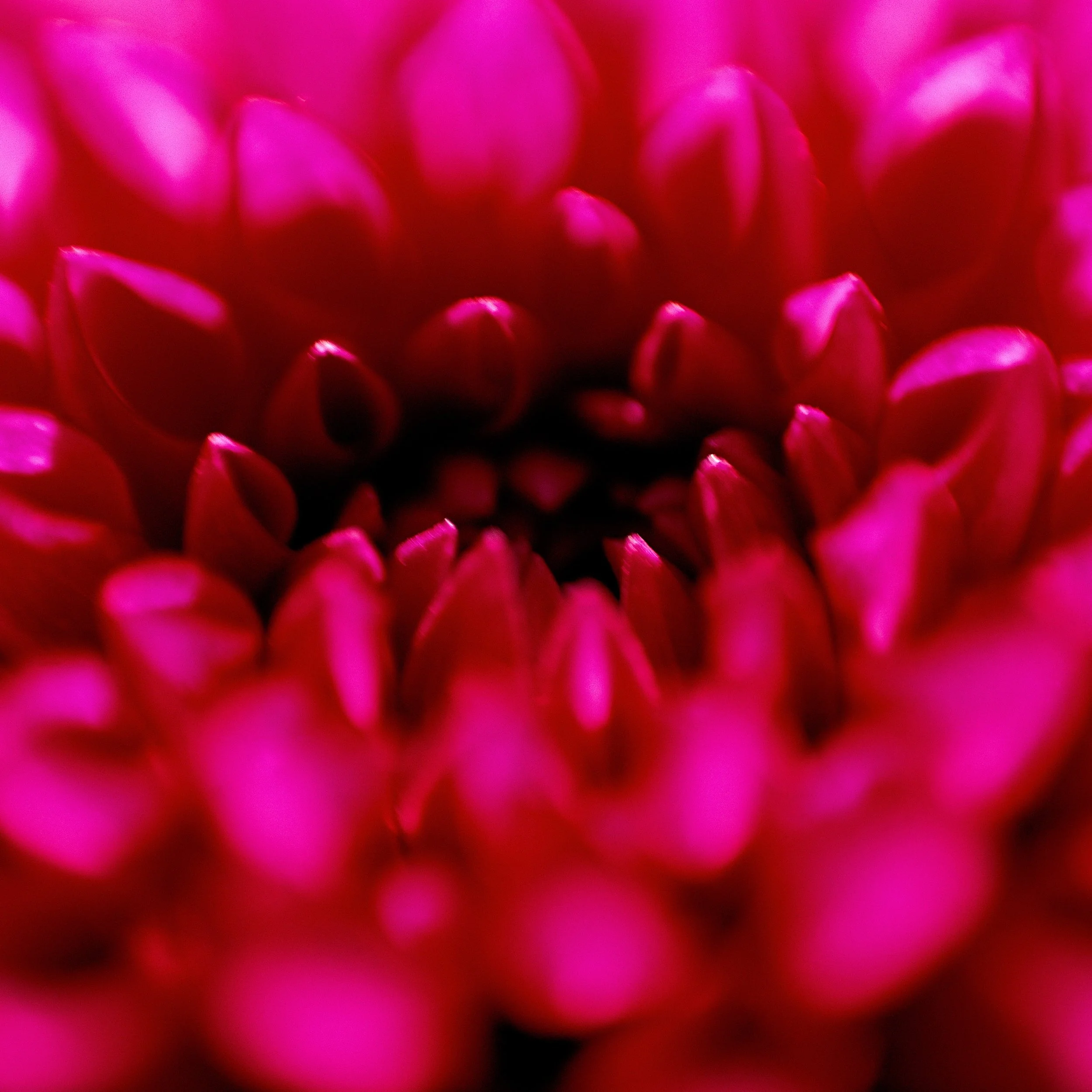 Flower Power 3 Petals 1.jpg